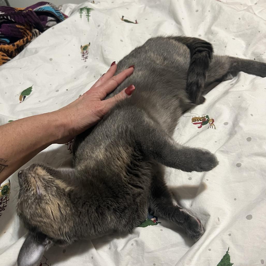 Sasha, a Adoptable American Shorthair in Oceanside, NY image 2/3