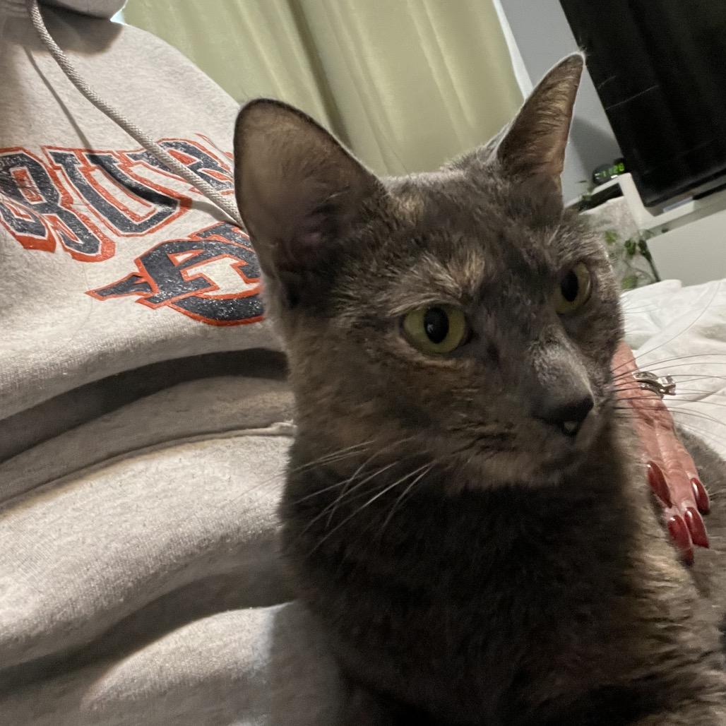 Sasha, a Adoptable American Shorthair in Oceanside, NY image 3/3