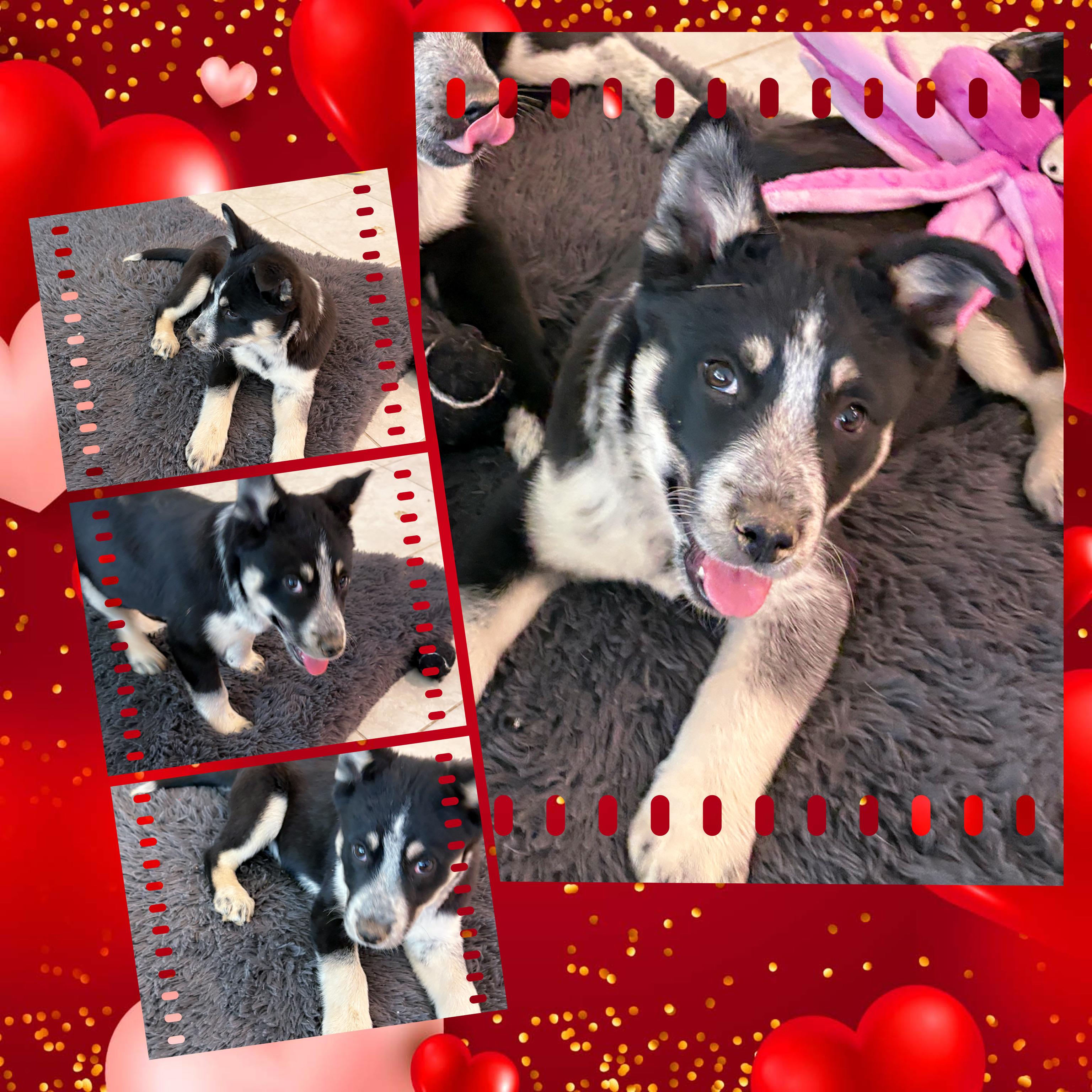 Terrific TESSA, a ADOPTABLE mixed breed in Chandler, AZ image 3/3