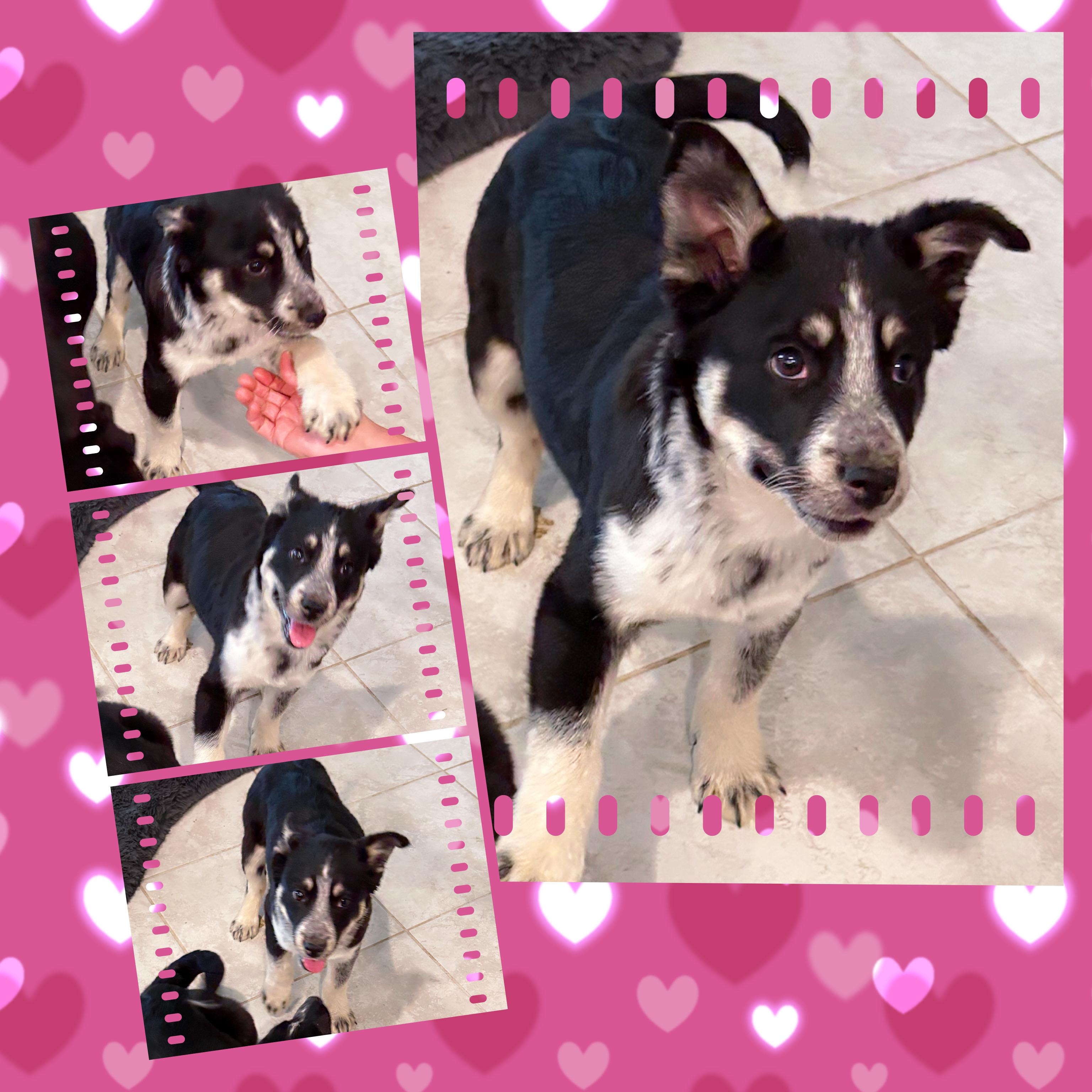 Terrific TESSA, a ADOPTABLE mixed breed in Chandler, AZ image 2/3