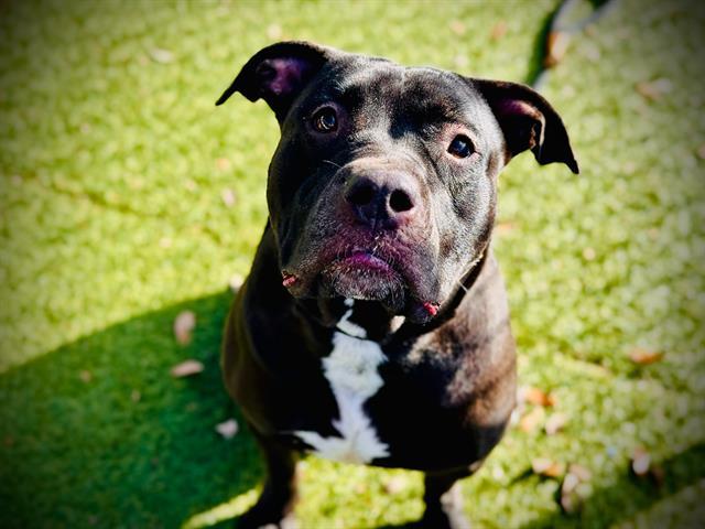 Enlarge LUNA, a Adoptable mixed breed in Orlando, FL image 1/1