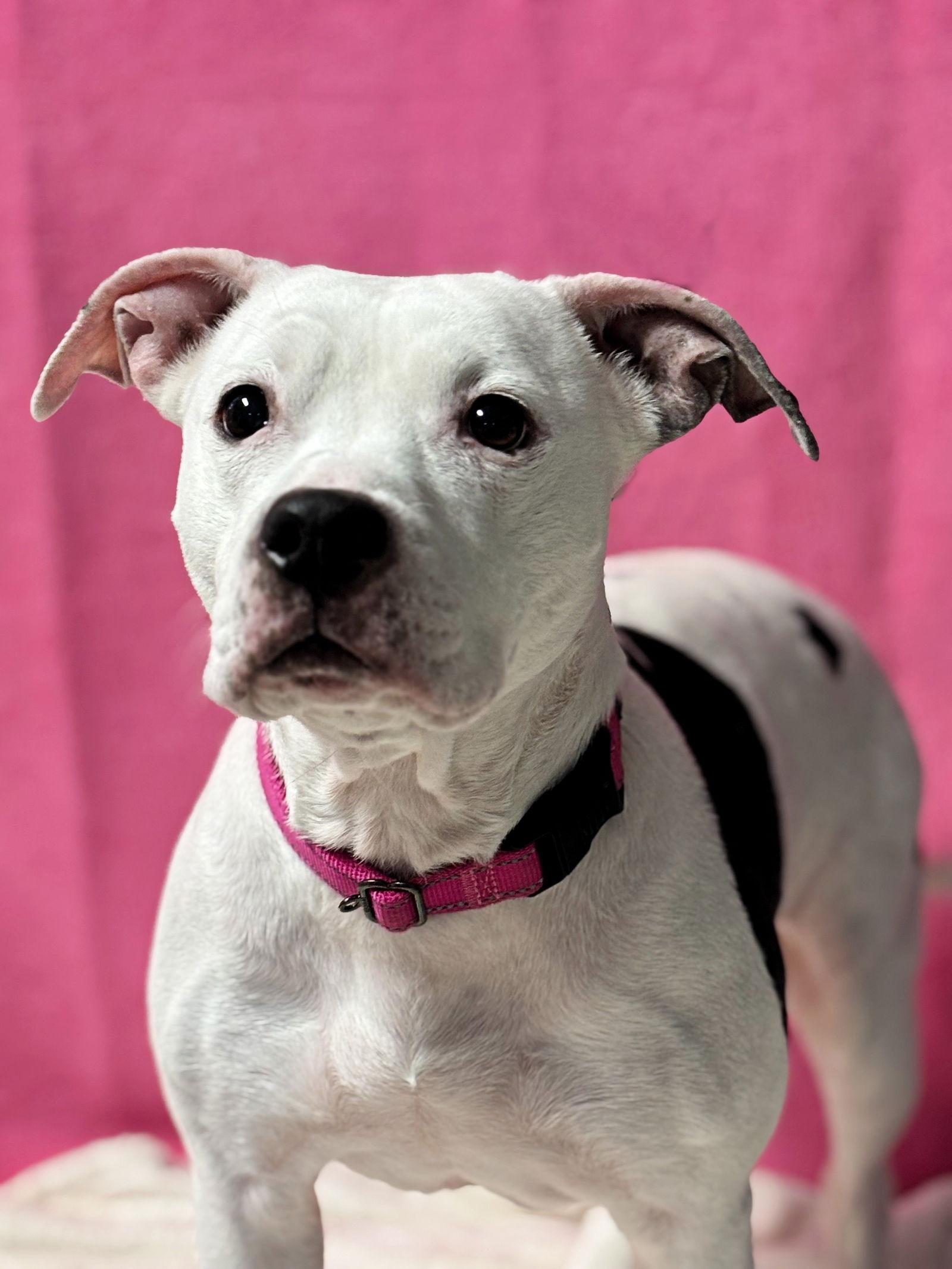 Princess, Adoptable, Senior Female Pit Bull Terrier.