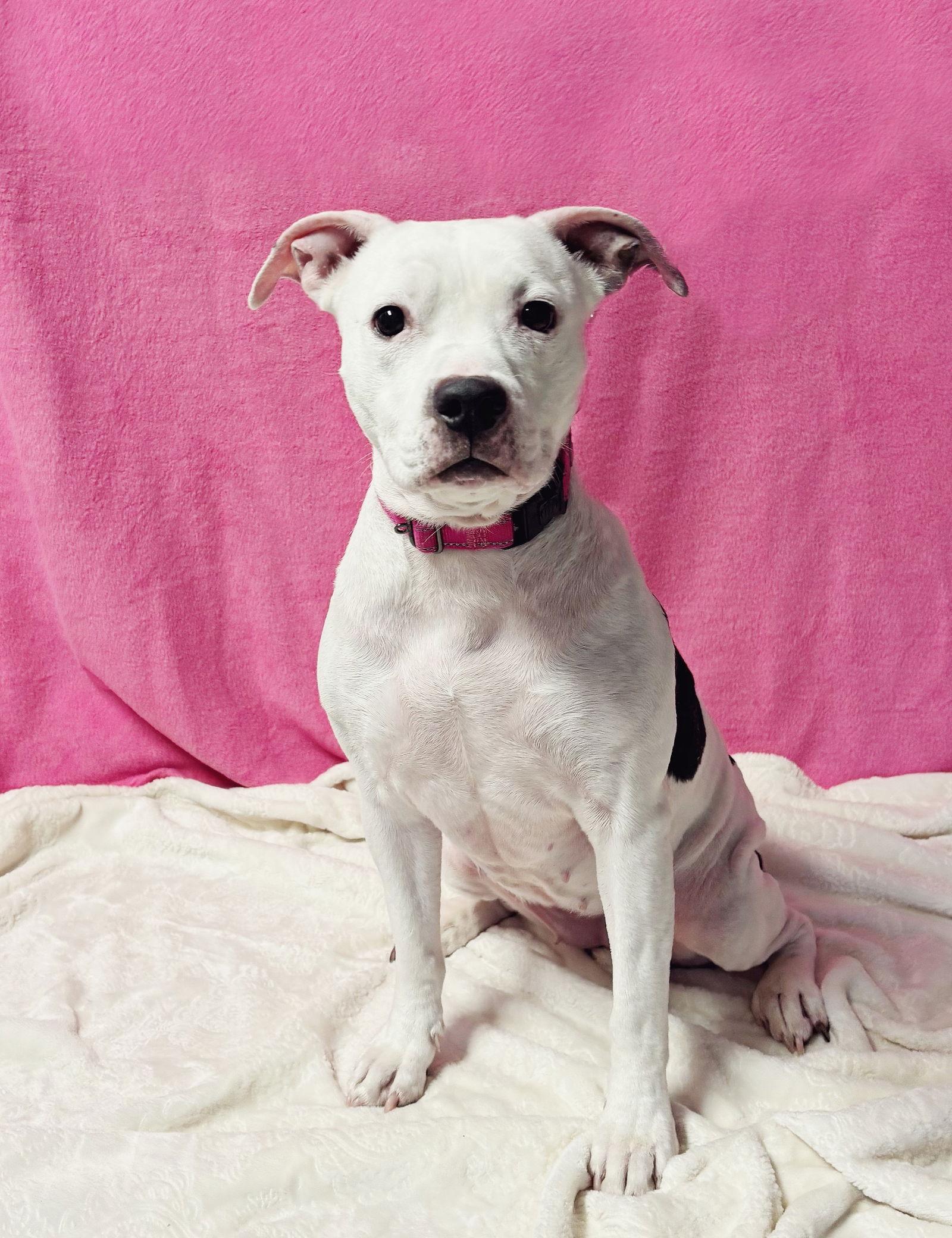 Enlarge Princess, a Adoptable Pit Bull Terrier in Spring Lake, NJ image 2/3