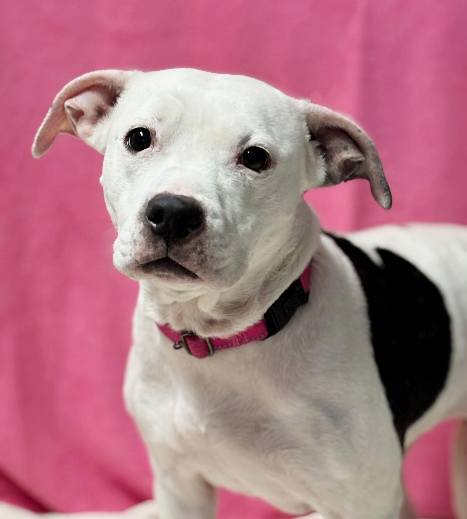 Enlarge Princess, a Adoptable Pit Bull Terrier in Spring Lake, NJ image 3/3