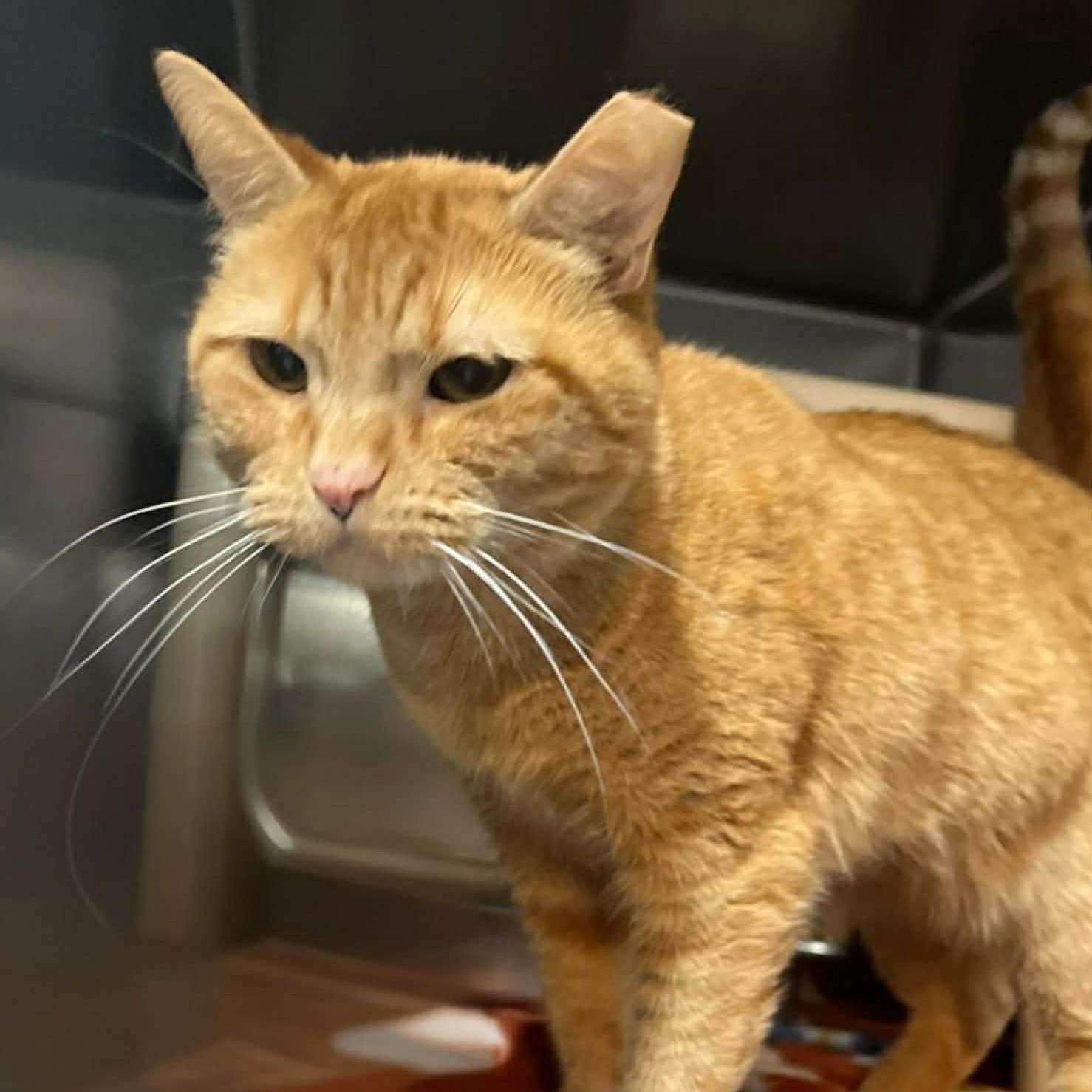 Enlarge Toffee, an adopted Domestic Short Hair in Myrtle Beach, SC image 2/6