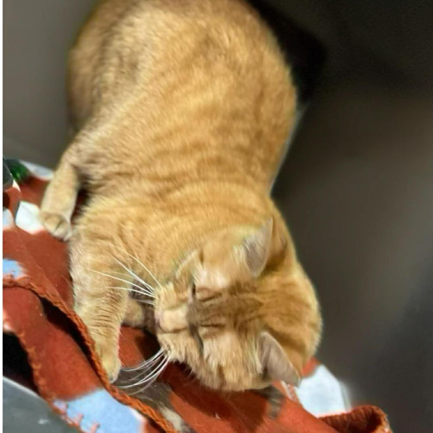 Enlarge Toffee, an adopted Domestic Short Hair in Myrtle Beach, SC image 5/6