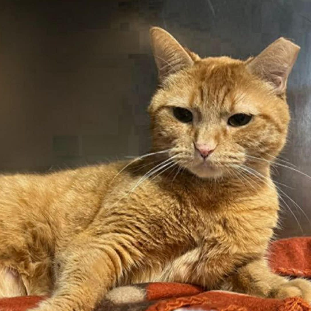 Enlarge Toffee, an adopted Domestic Short Hair in Myrtle Beach, SC image 3/6