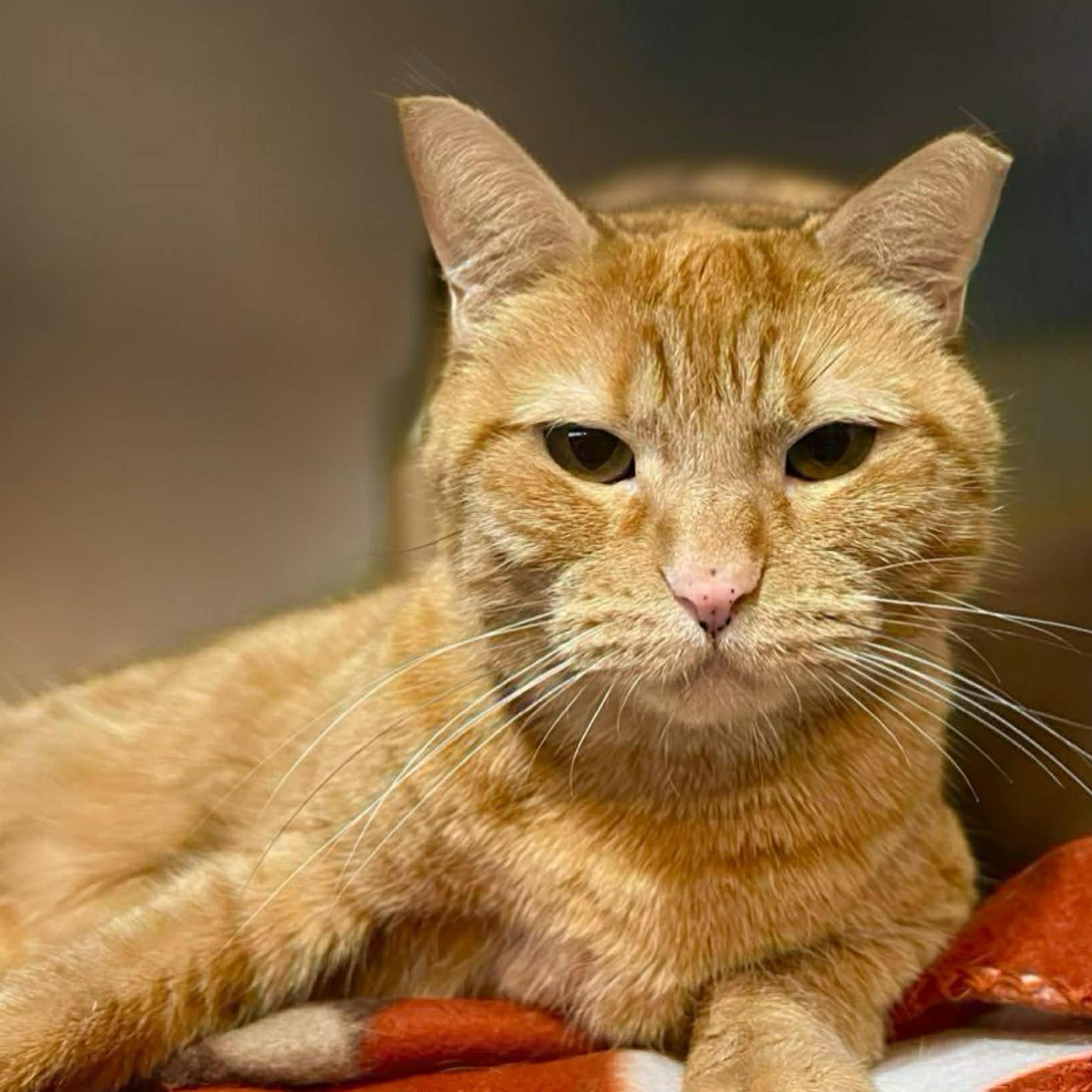 Enlarge Toffee, an adopted Domestic Short Hair in Myrtle Beach, SC image 1/6