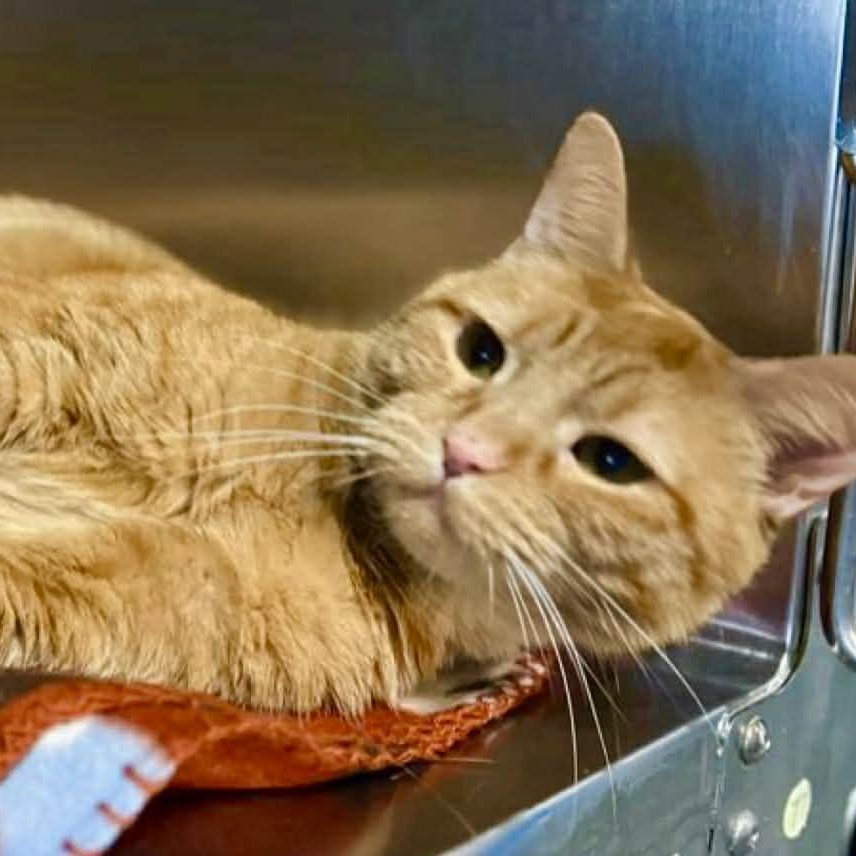 Enlarge Toffee, an adopted Domestic Short Hair in Myrtle Beach, SC image 6/6