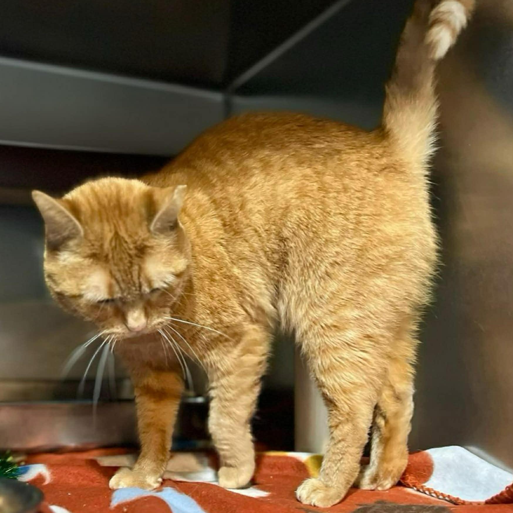 Enlarge Toffee, an adopted Domestic Short Hair in Myrtle Beach, SC image 4/6