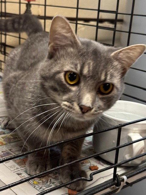 *Scooter, Adopted, Adult Male Domestic Short Hair & Tabby.