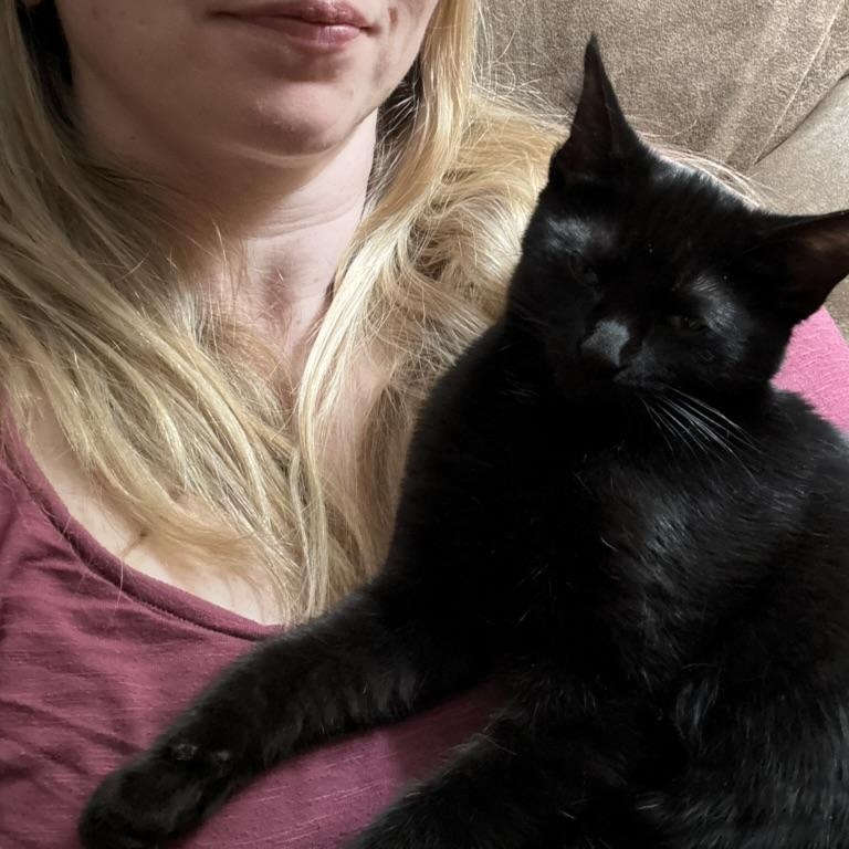 Enlarge Eros, a ADOPTABLE Domestic Short Hair in Farmington, MN image 1/1