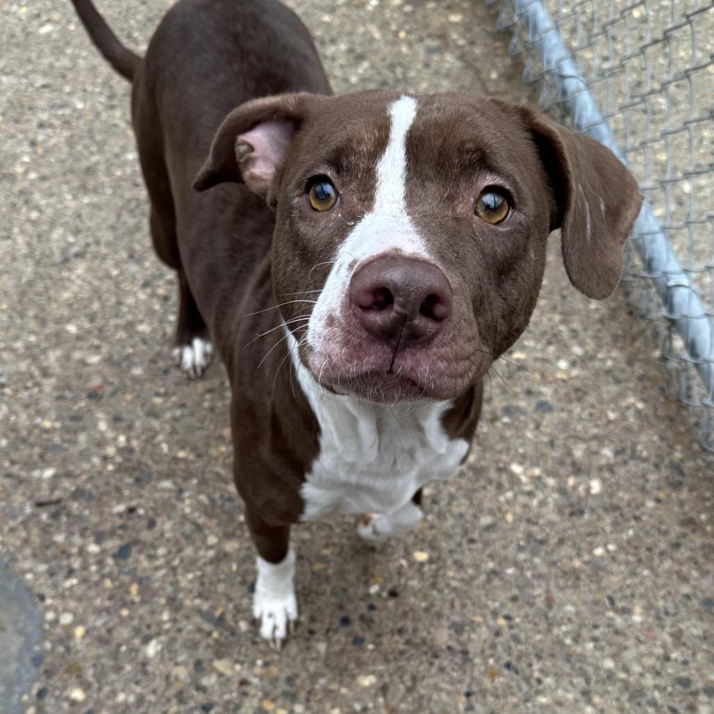 Enlarge Kiara, a Adoptable Mixed Breed in Charleston, WV image 1/6