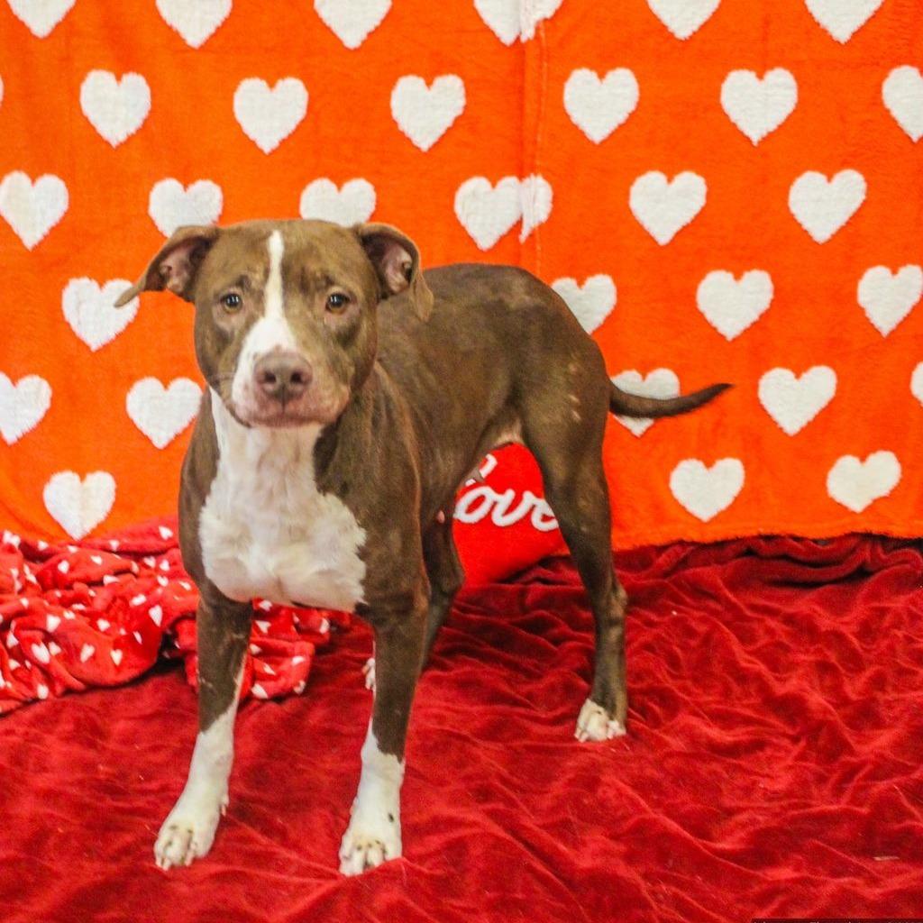 Enlarge Kiara, a Adoptable Mixed Breed in Charleston, WV image 2/6