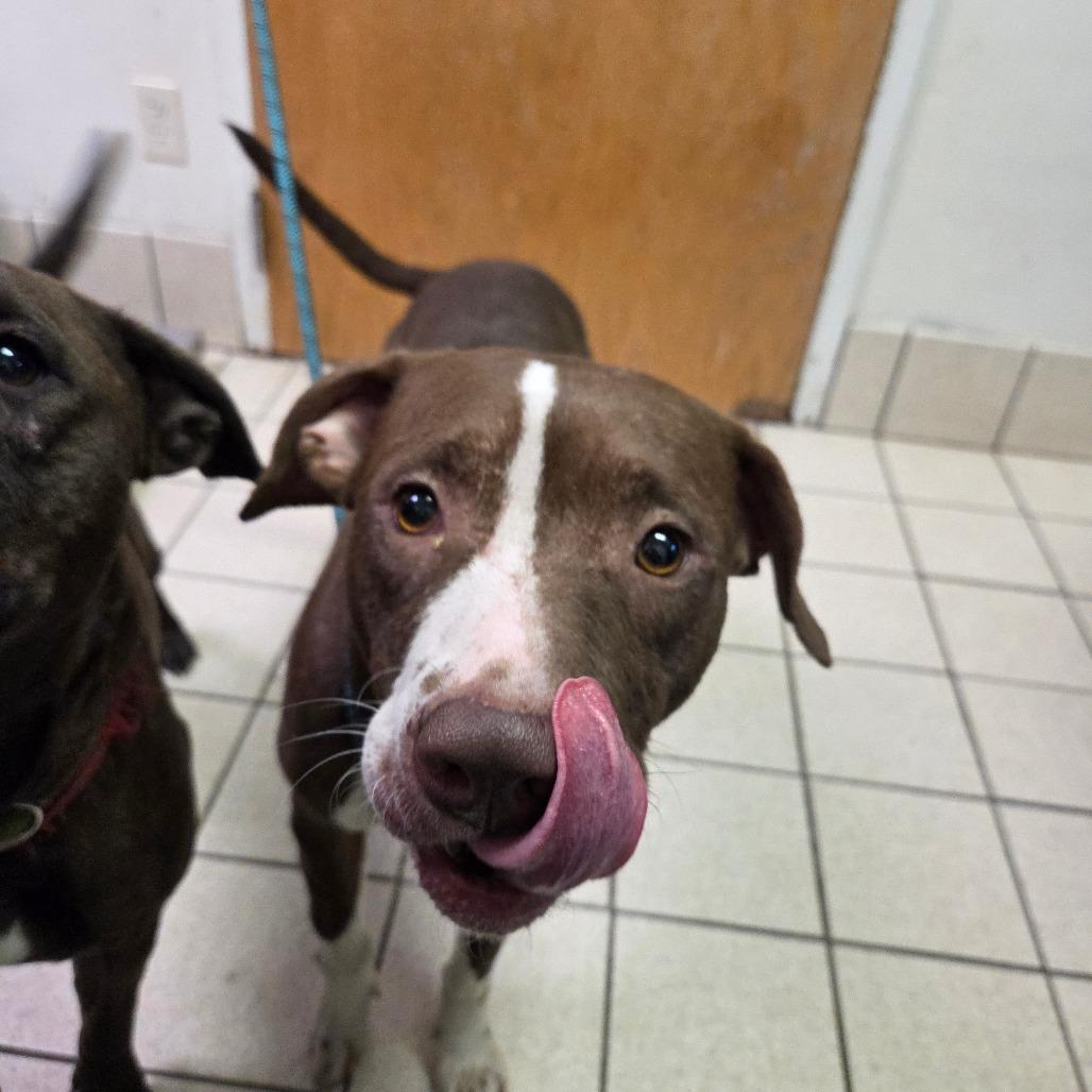 Enlarge Kiara, a Adoptable Mixed Breed in Charleston, WV image 3/6