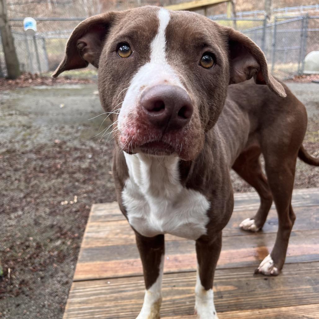 Enlarge Kiara, a Adoptable Mixed Breed in Charleston, WV image 4/6