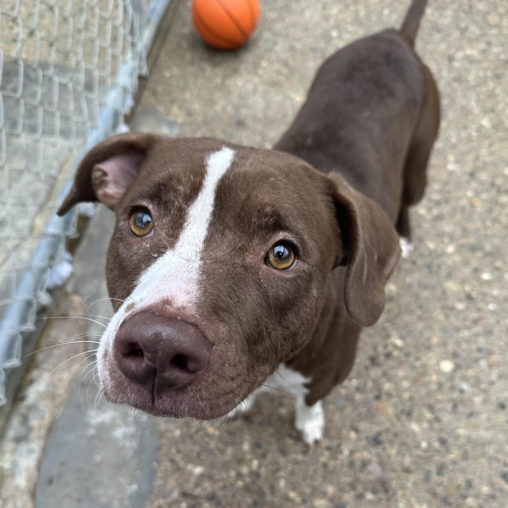 Enlarge Kiara, a Adoptable Mixed Breed in Charleston, WV image 5/6