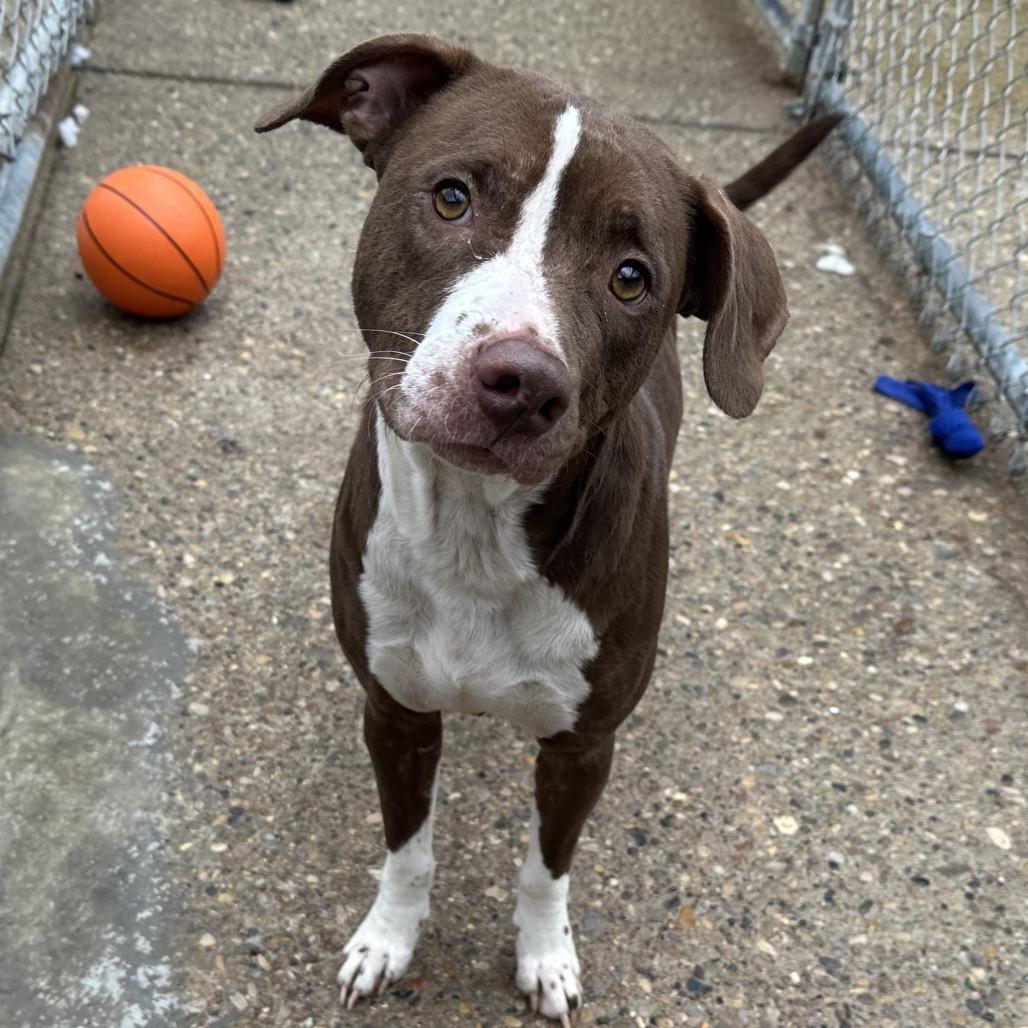 Enlarge Kiara, a Adoptable Mixed Breed in Charleston, WV image 6/6