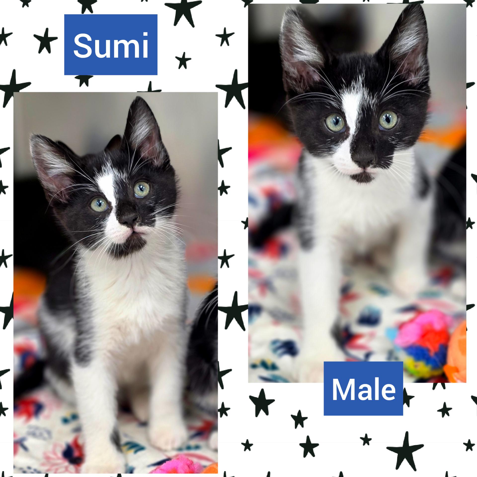 Sumi, Adoptable, Kitten Male Domestic Short Hair.