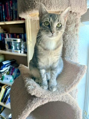 Enlarge Jolene, a Adoptable mixed breed in McKinney, TX image 2/3