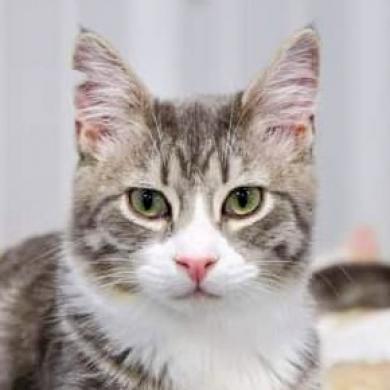 Pickles, Adoptable, Adult Male Domestic Short Hair.