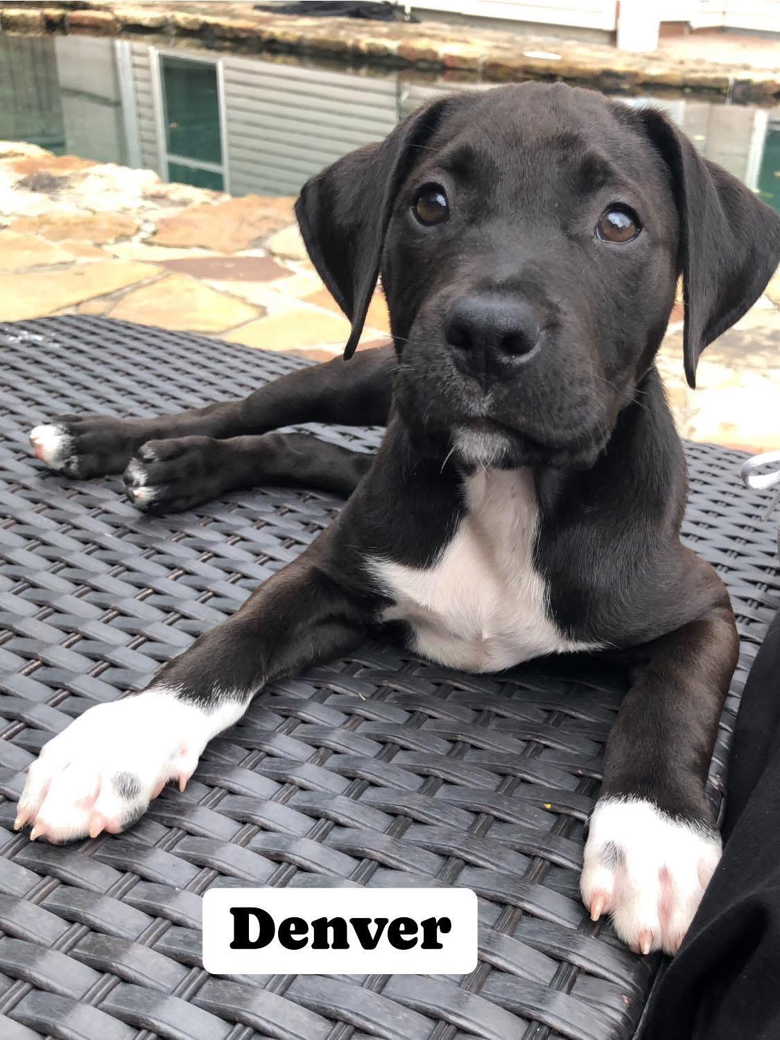 Denver, Baby Male Labrador Retriever