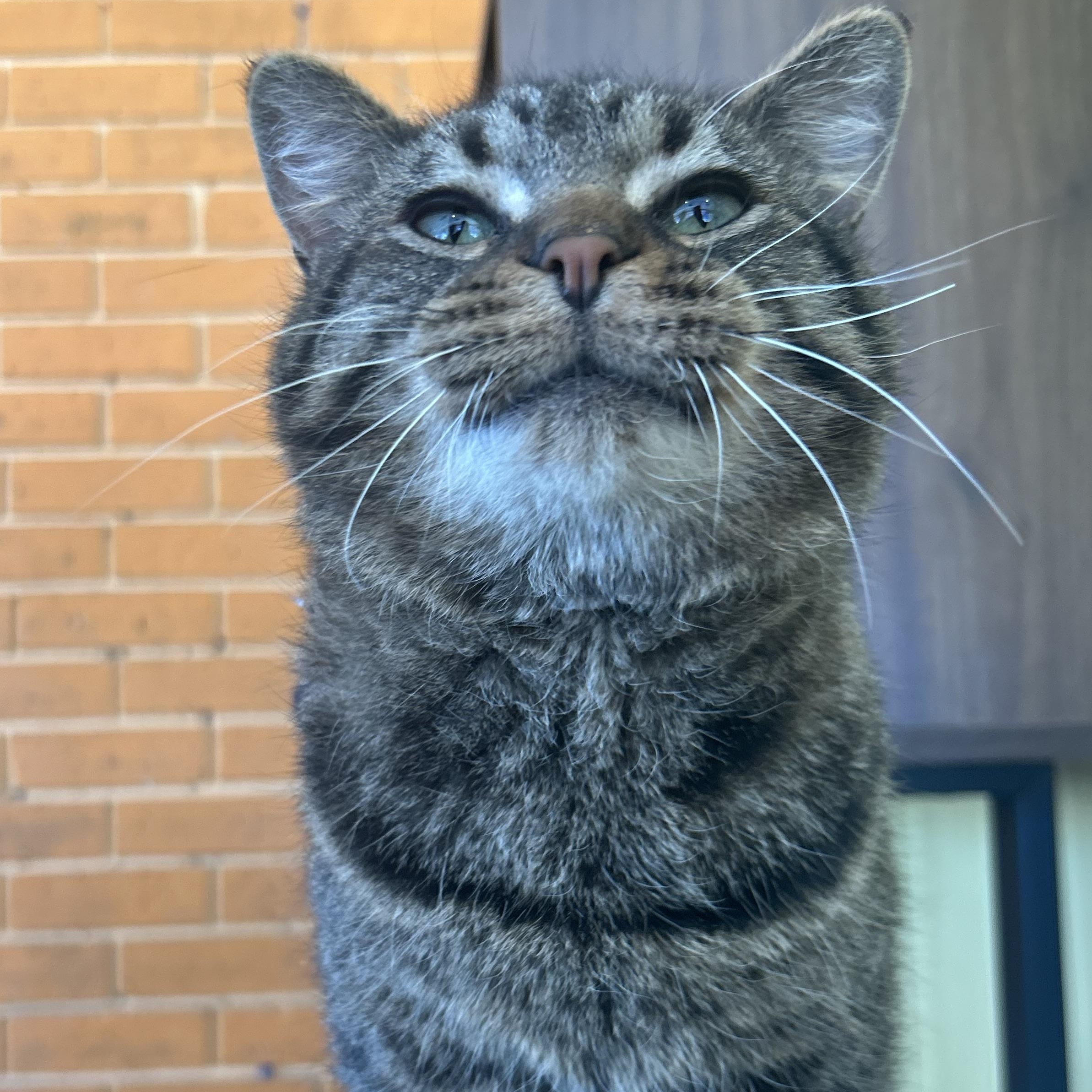 Skipper, Adoptable, Adult Male Tabby.