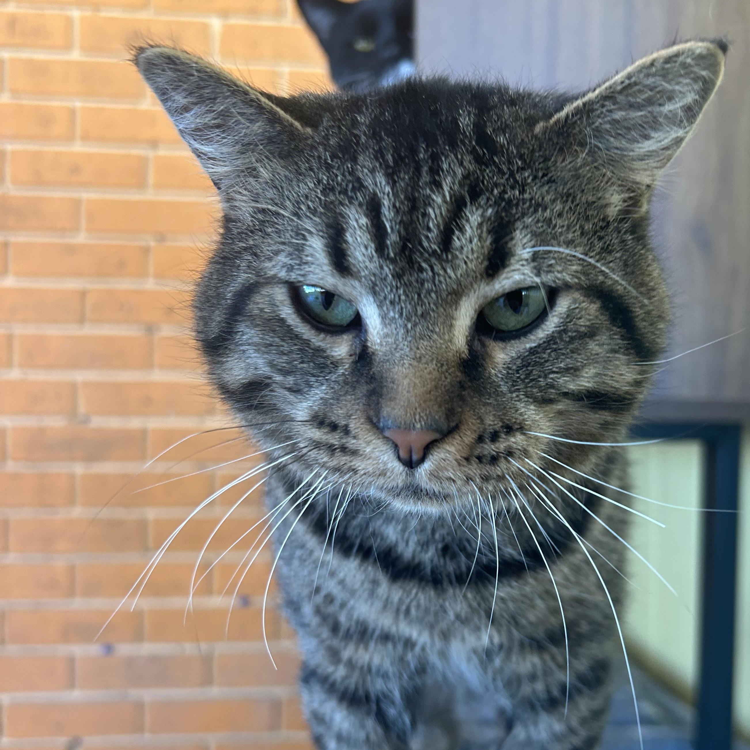 Enlarge Skipper, a Adoptable Tabby in Madison Heights, MI image 4/4