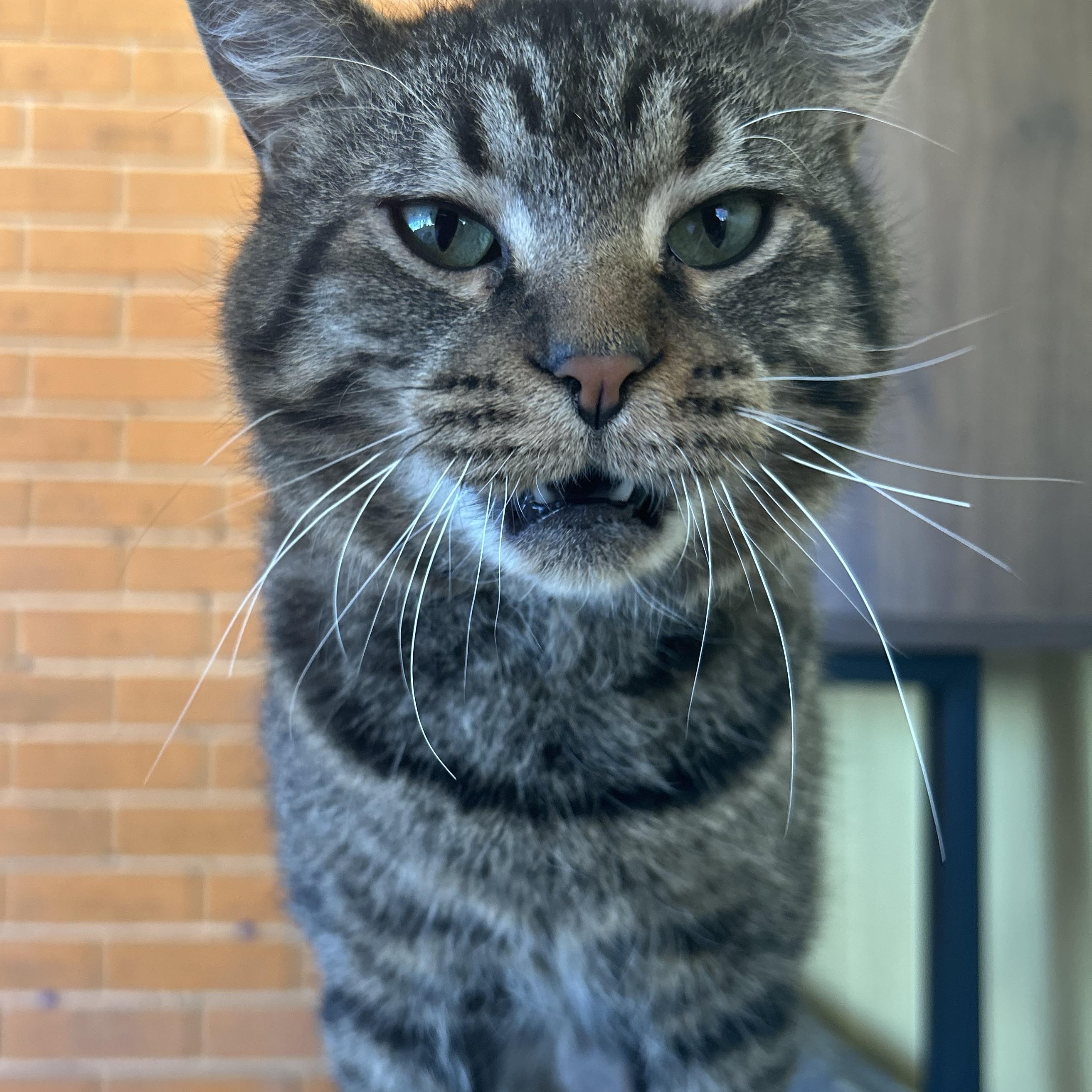 Enlarge Skipper, a Adoptable Tabby in Madison Heights, MI image 2/4
