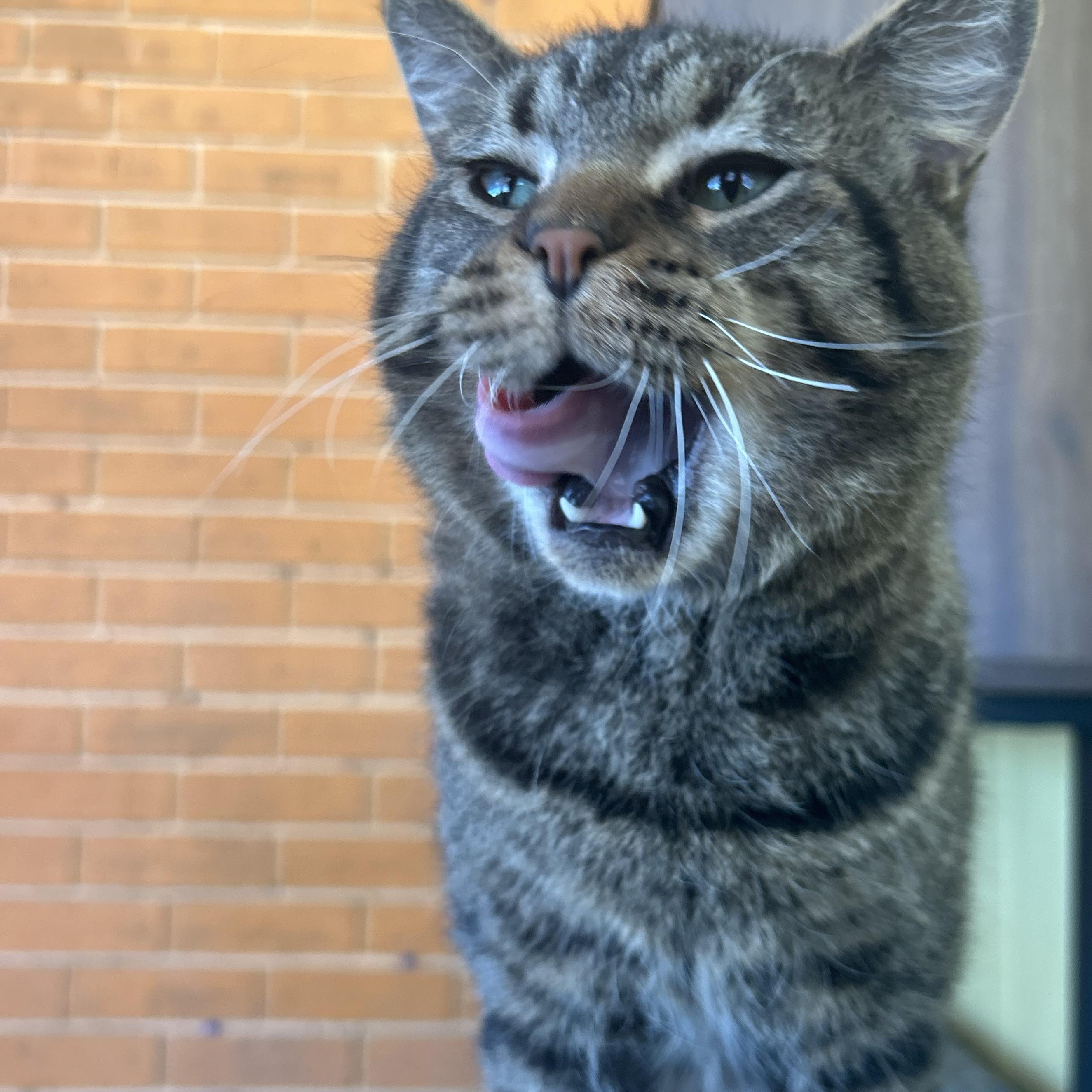 Enlarge Skipper, a Adoptable Tabby in Madison Heights, MI image 3/4