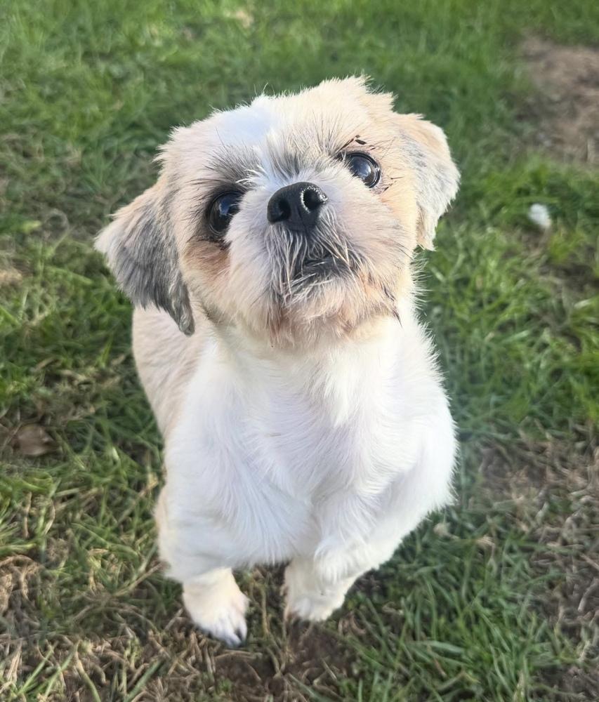 Enlarge Piper, a Adoptable Shih Tzu in Cheektowaga, NY image 1/3