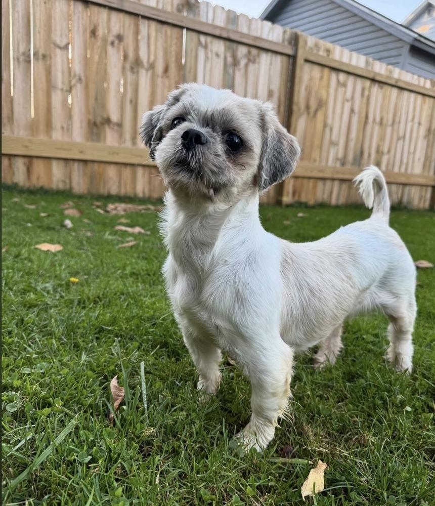 Enlarge Piper, a Adoptable Shih Tzu in Cheektowaga, NY image 2/3