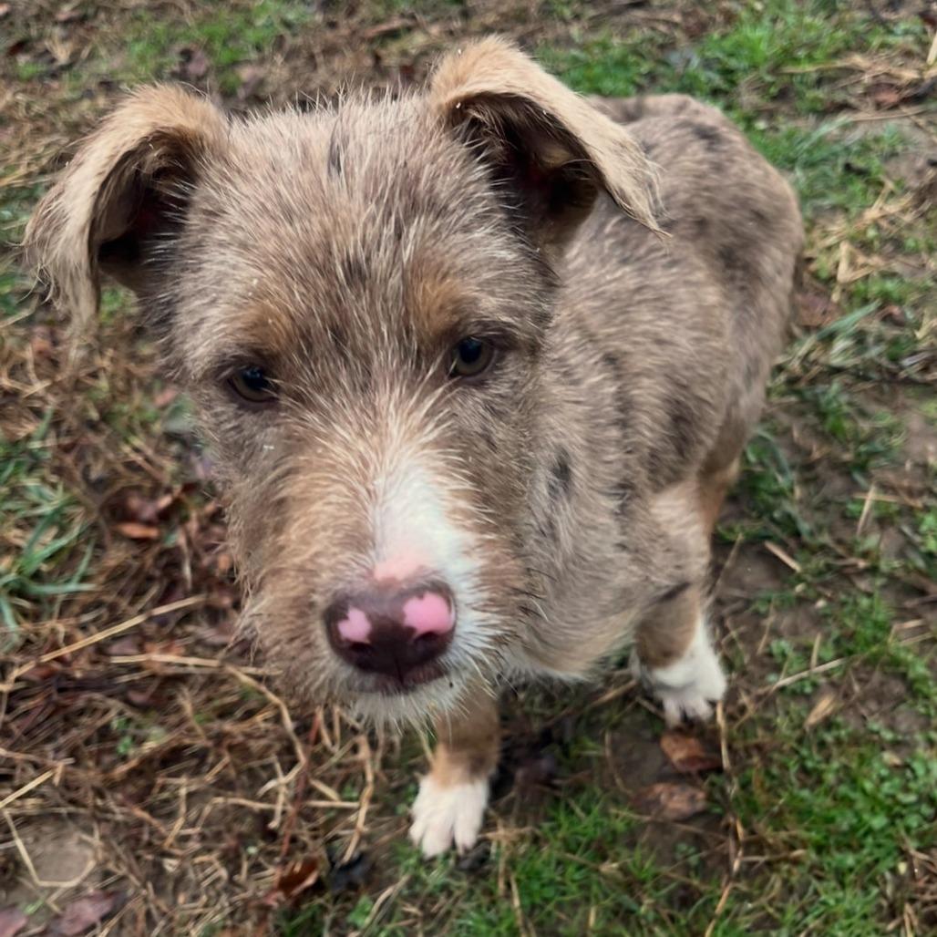 Komodo Dragon thumbnail 2