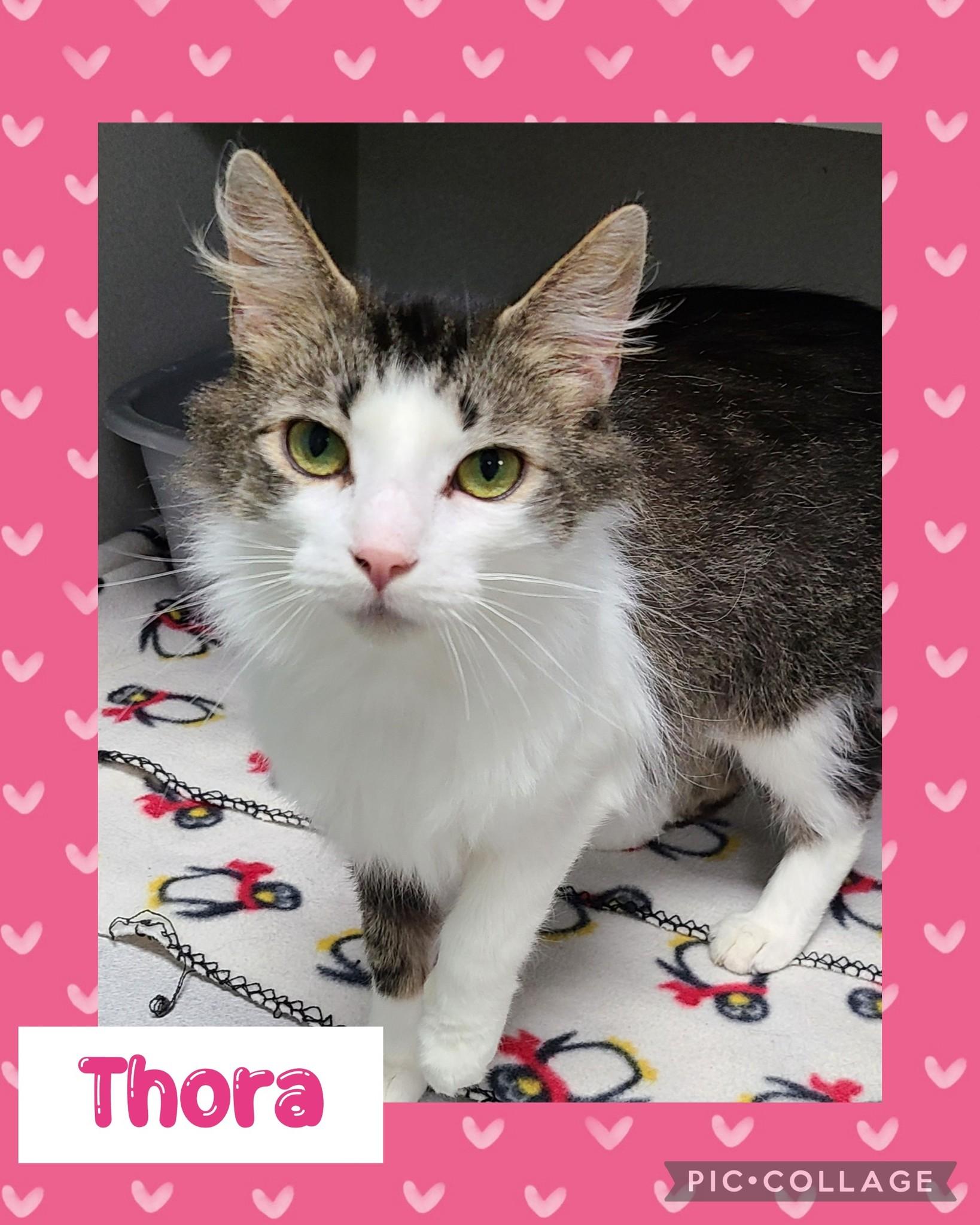Thora, an adoptable Domestic Medium Hair in Iron River, MI, 49935 | Photo Image 1