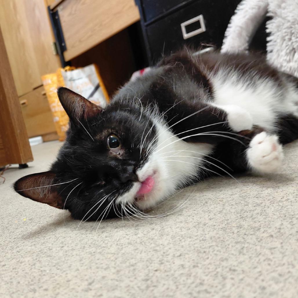 Enlarge Sylvia, a Adoptable Domestic Short Hair in Hamburg, NY image 1/2