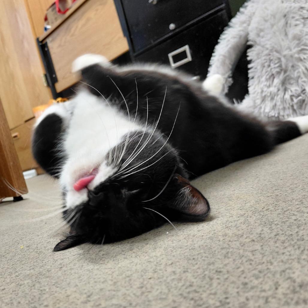 Enlarge Sylvia, a Adoptable Domestic Short Hair in Hamburg, NY image 2/2