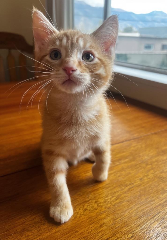 Apollo, Adoptable, Kitten Male Domestic Short Hair.