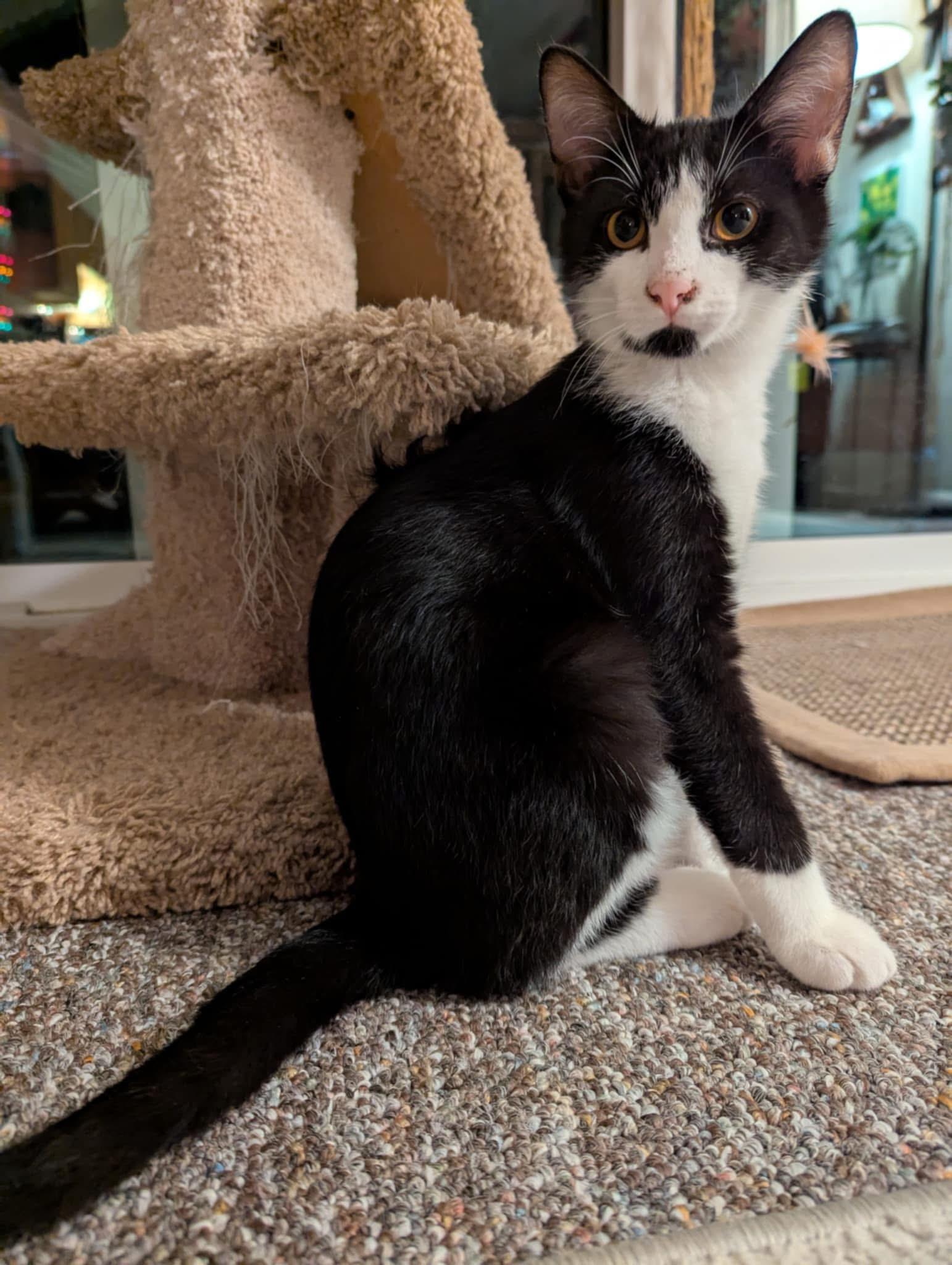 Sriracha, a Adoptable Tuxedo image 2/4