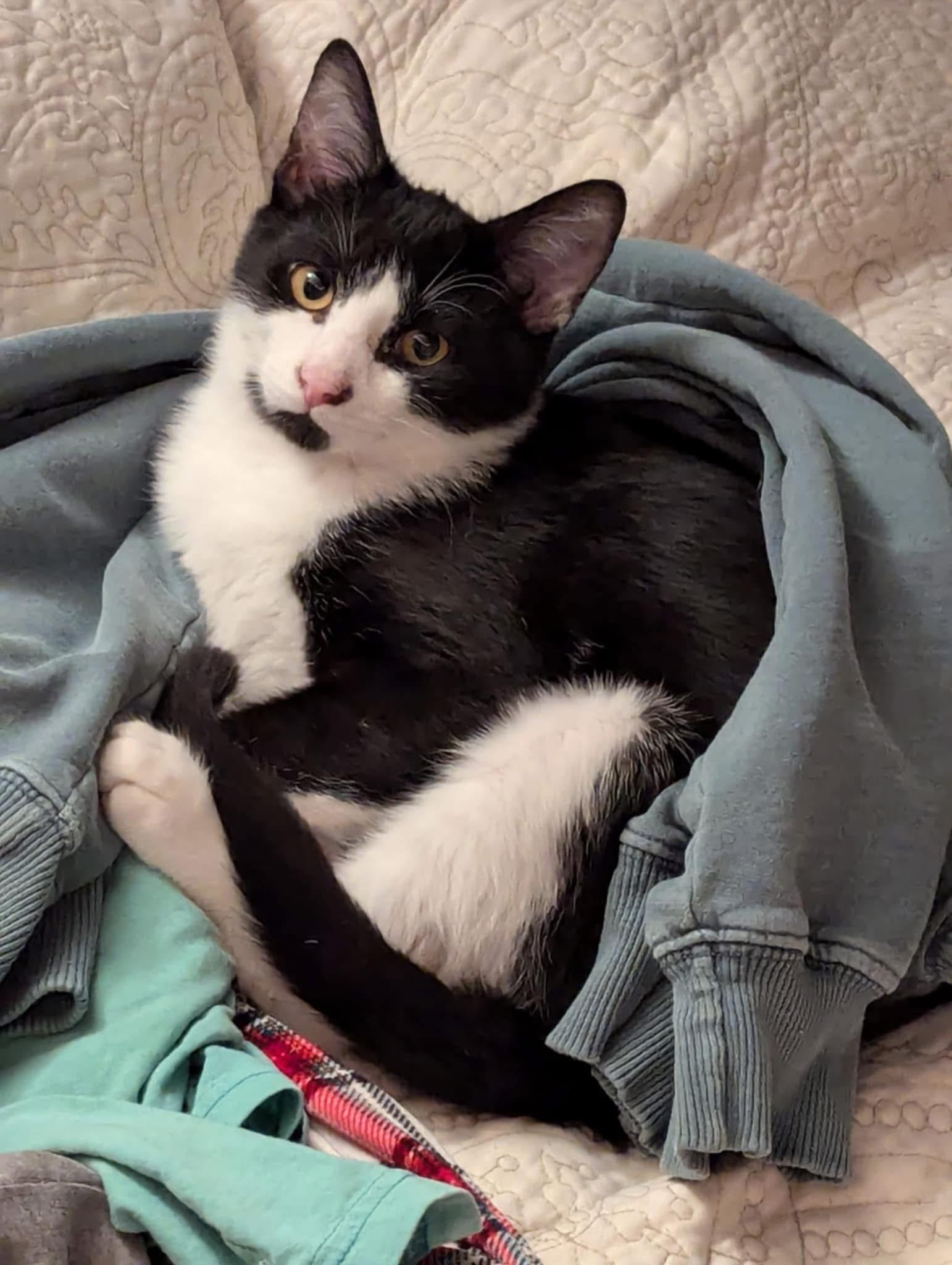 Sriracha, an adoptable Tuxedo in Grand Haven, MI, 49417 | Photo Image 3