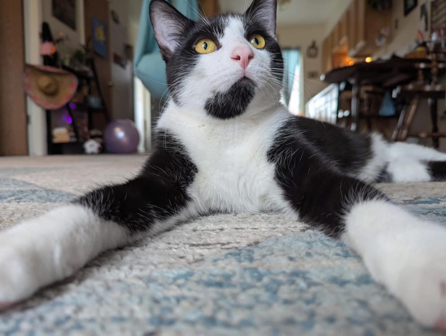 Sriracha, Adoptable, Young Male Tuxedo.