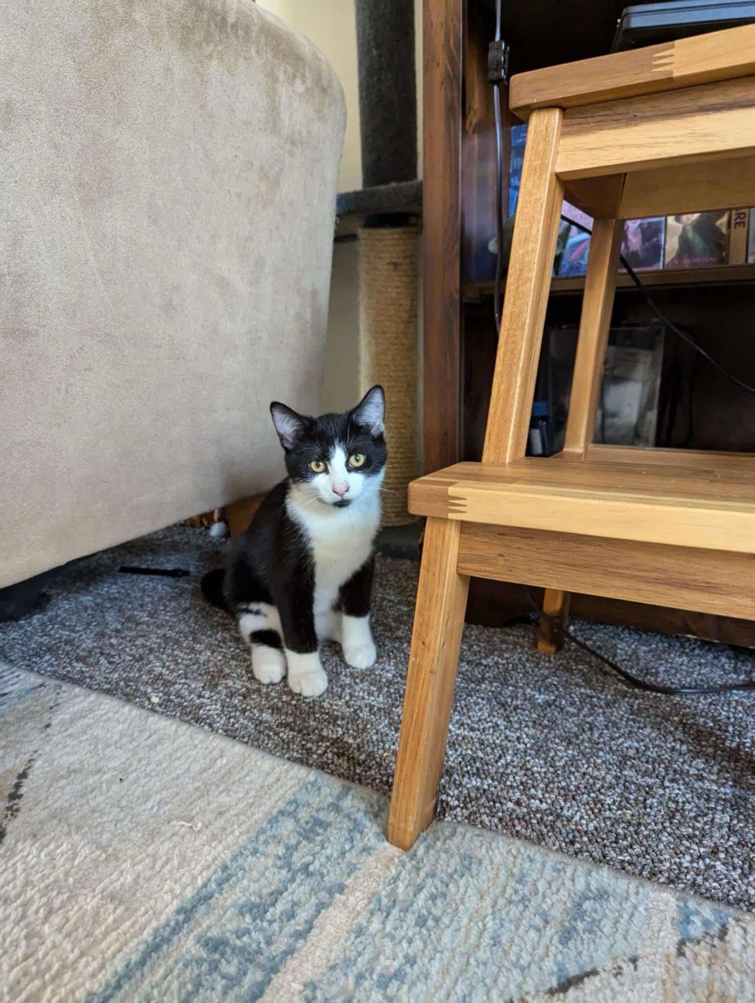Sriracha, an adoptable Tuxedo in Grand Haven, MI, 49417 | Photo Image 4
