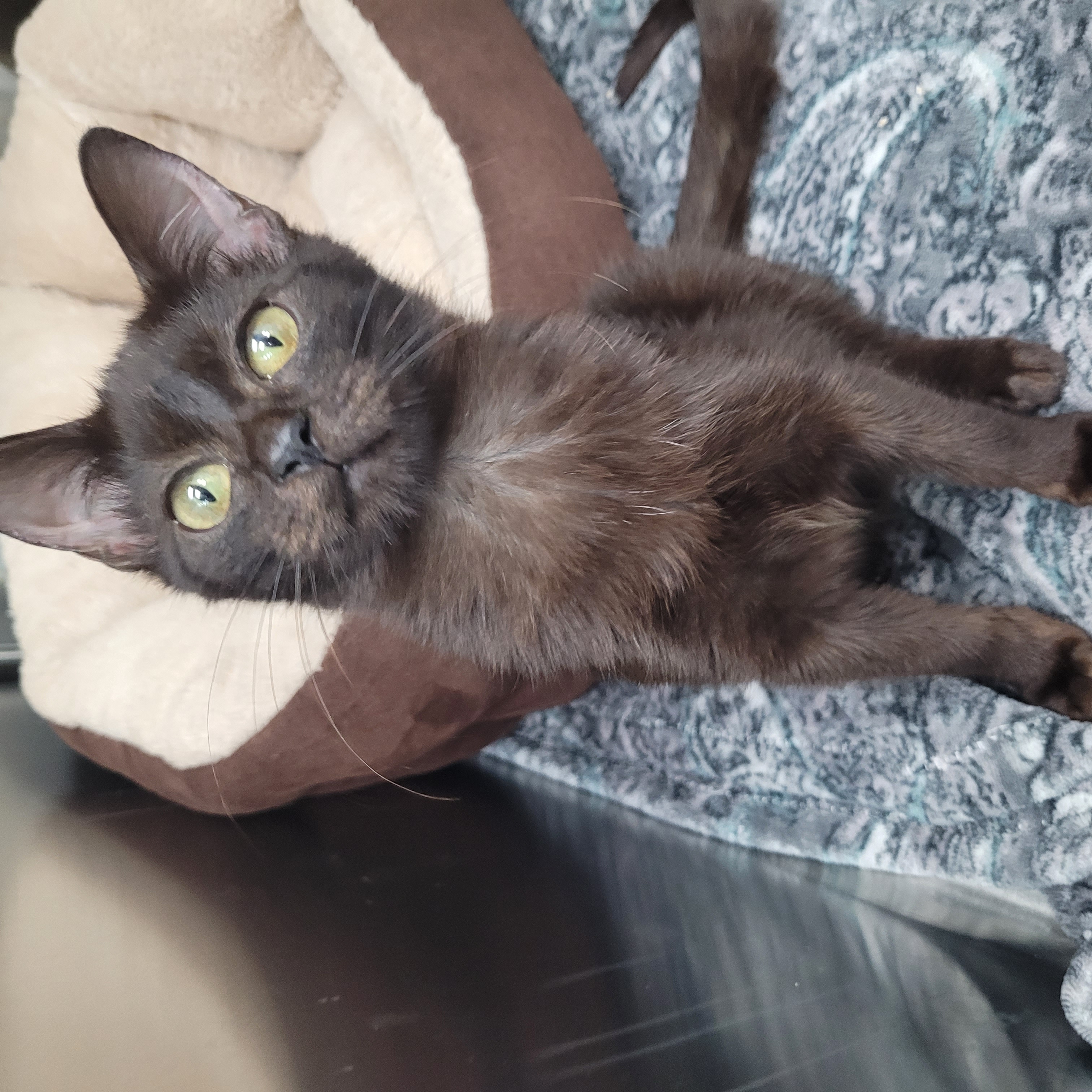 Binx, Adopted, Kitten Female Domestic Short Hair.