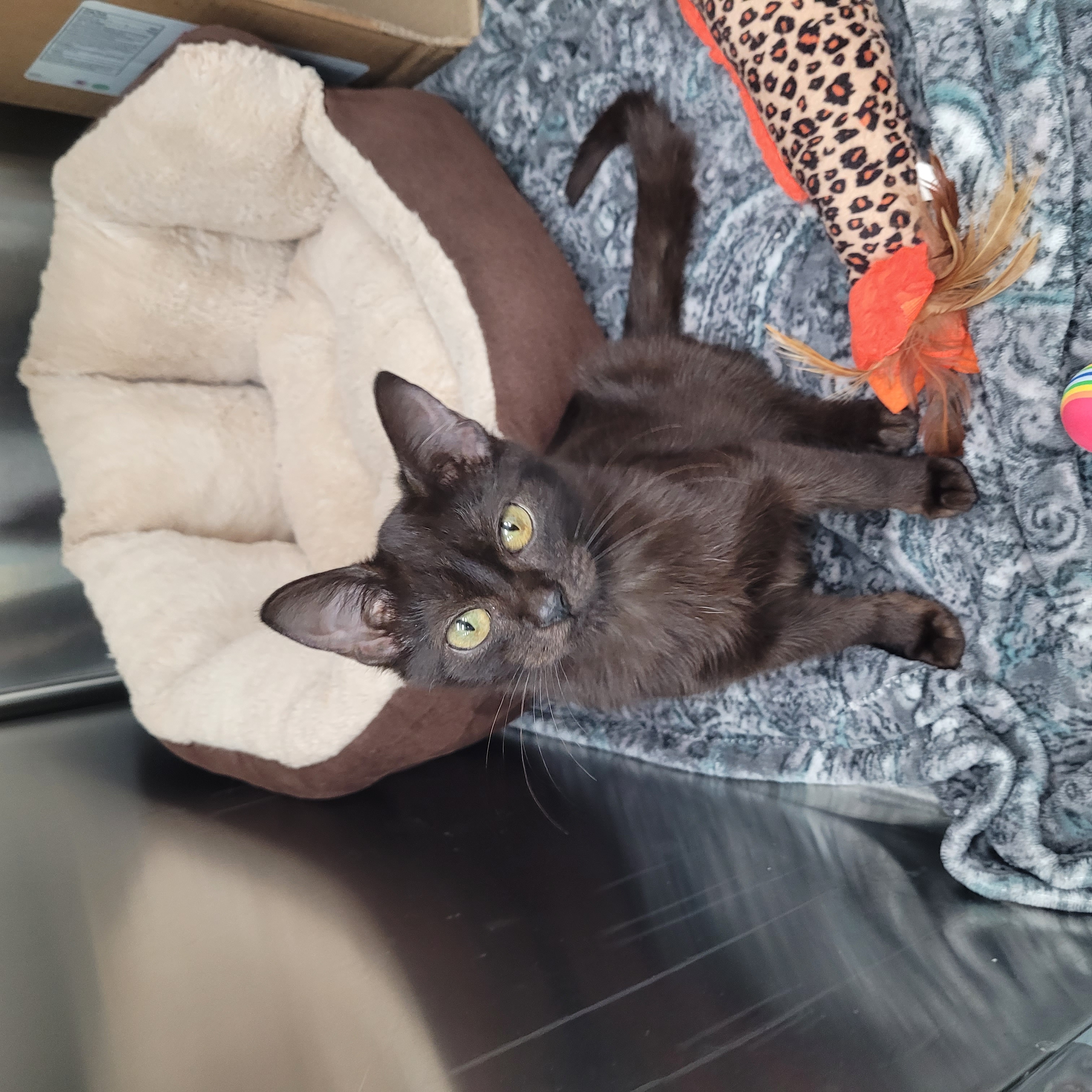 Enlarge Binx, a Adopted Domestic Short Hair in Margate, FL image 2/3