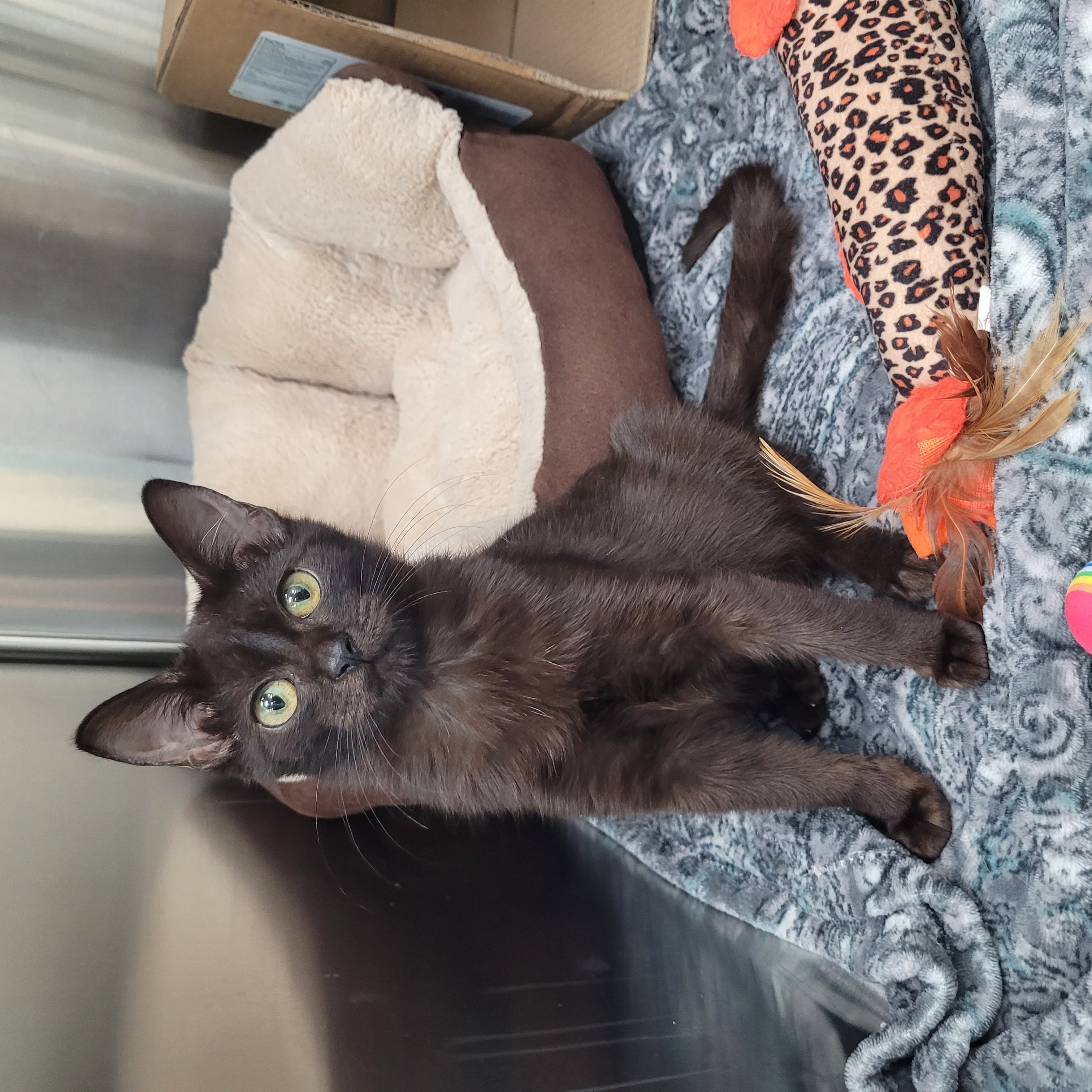 Enlarge Binx, a Adopted Domestic Short Hair in Margate, FL image 3/3