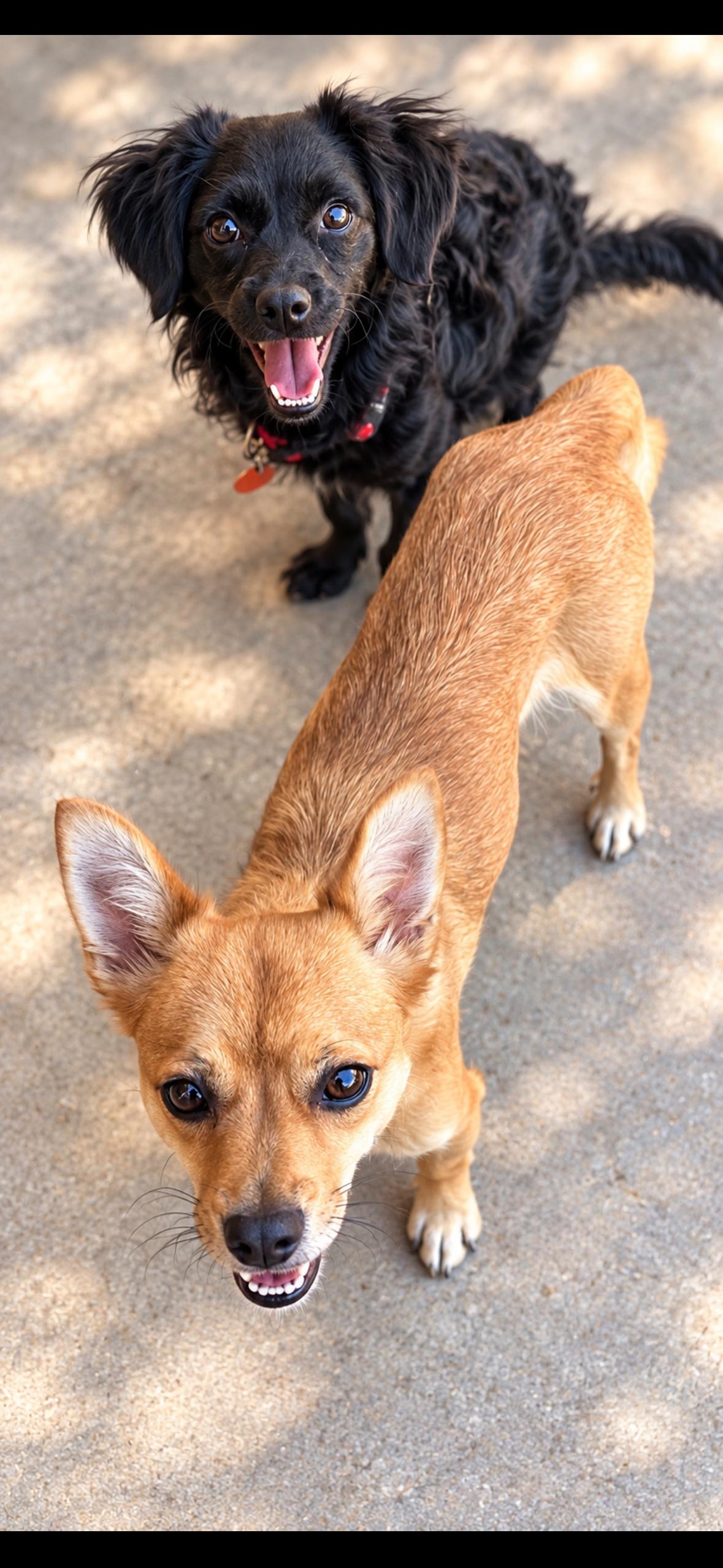 Enlarge Pancake, a Adoptable Chihuahua in Surrey, BC image 5/5