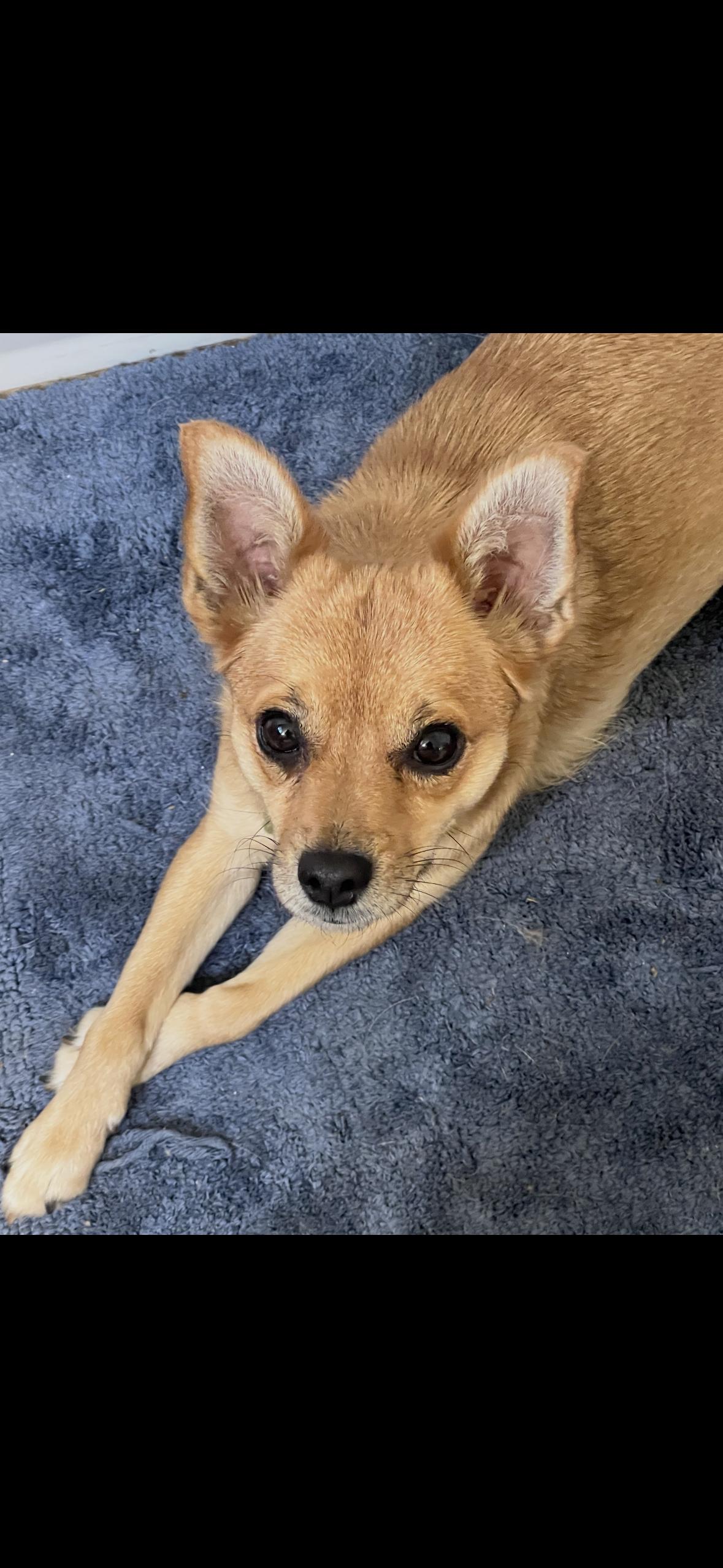 Enlarge Pancake, a Adoptable Chihuahua in Surrey, BC image 2/5