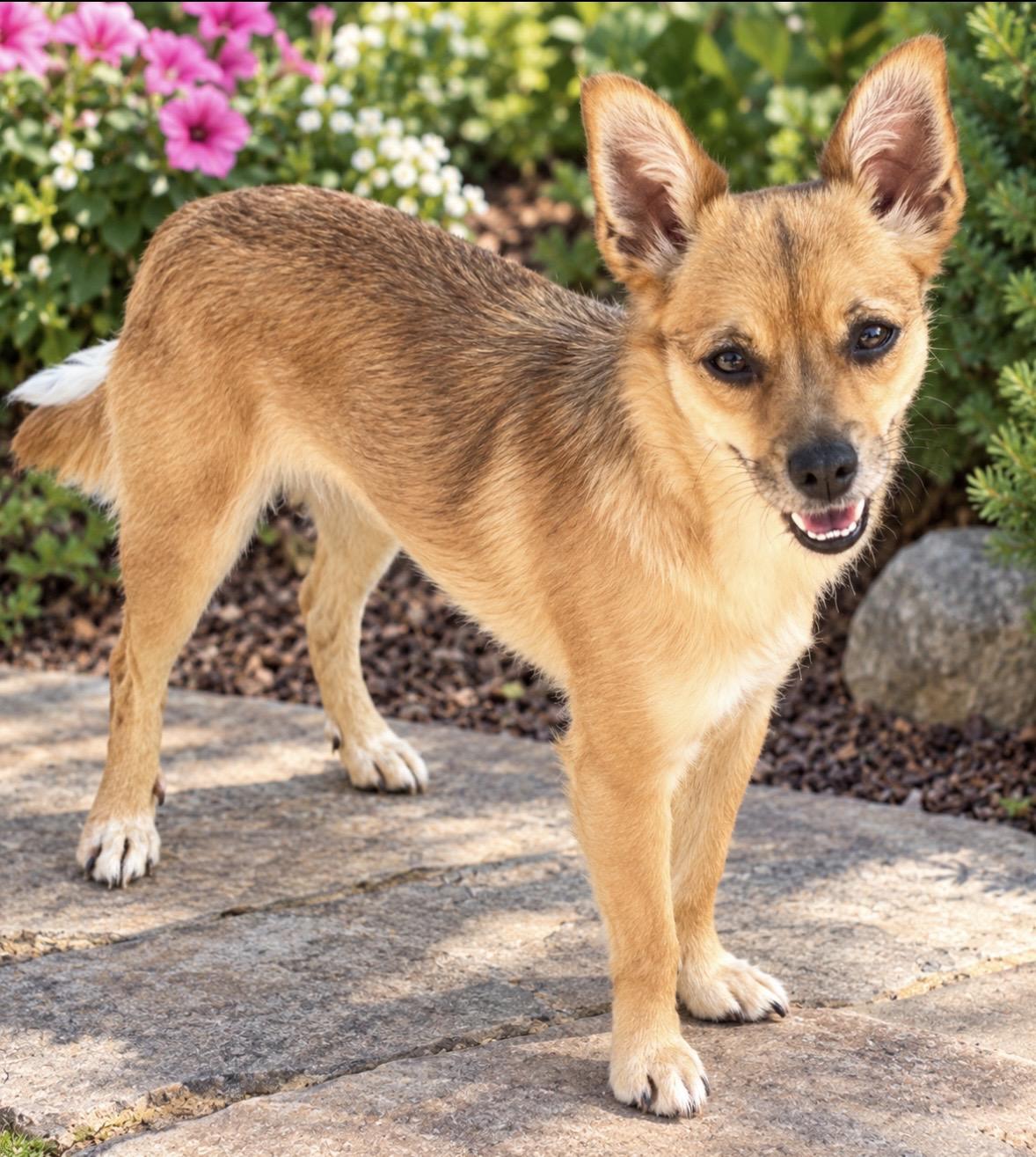 Pancake, Adoptable, Young Female Chihuahua.