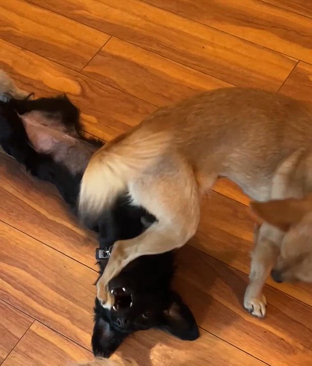 Enlarge Pancake, a Adoptable Chihuahua in Surrey, BC video 4/5