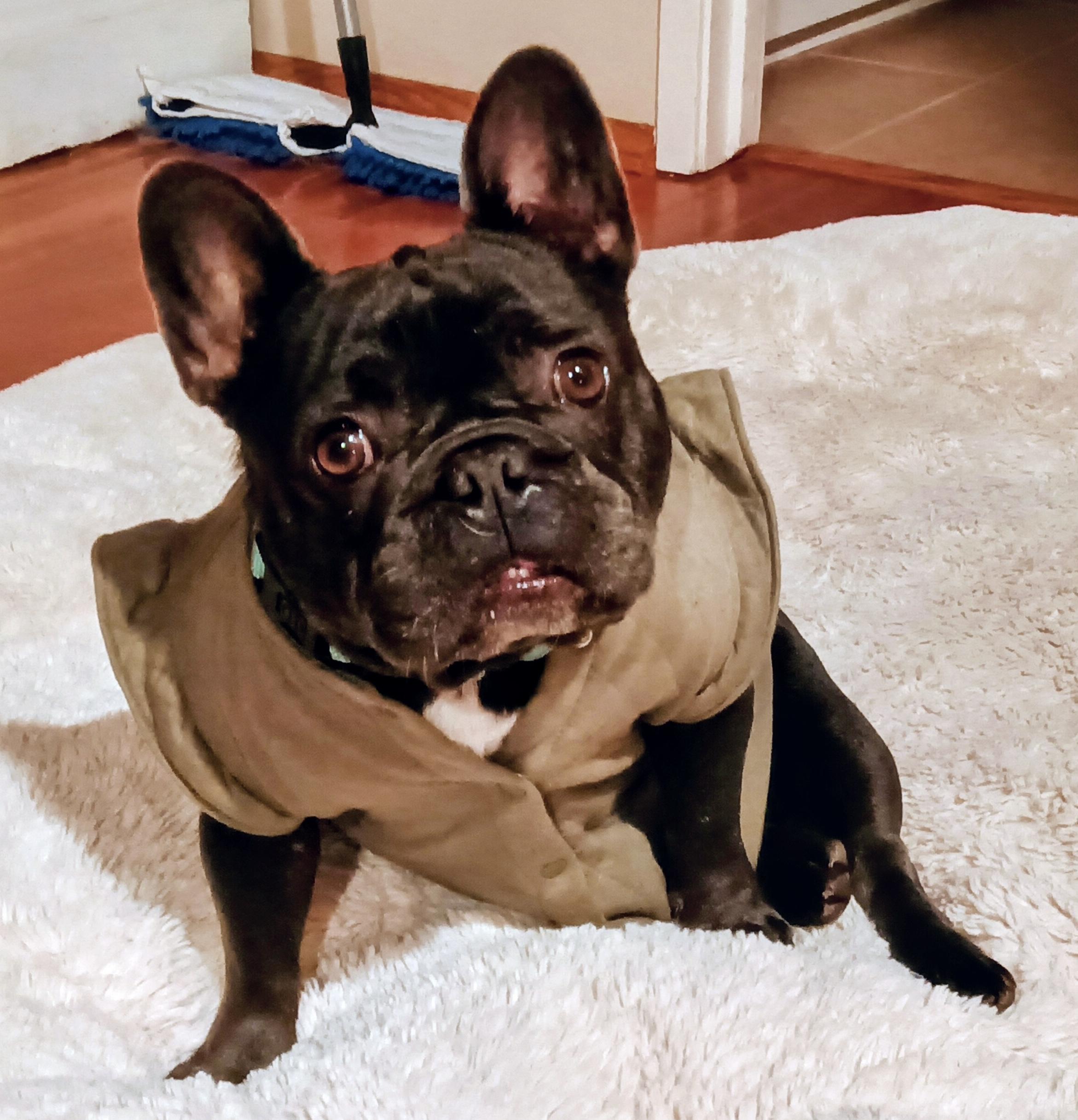 Sheeba, an adopted French Bulldog in Santa Maria, CA image 3/3