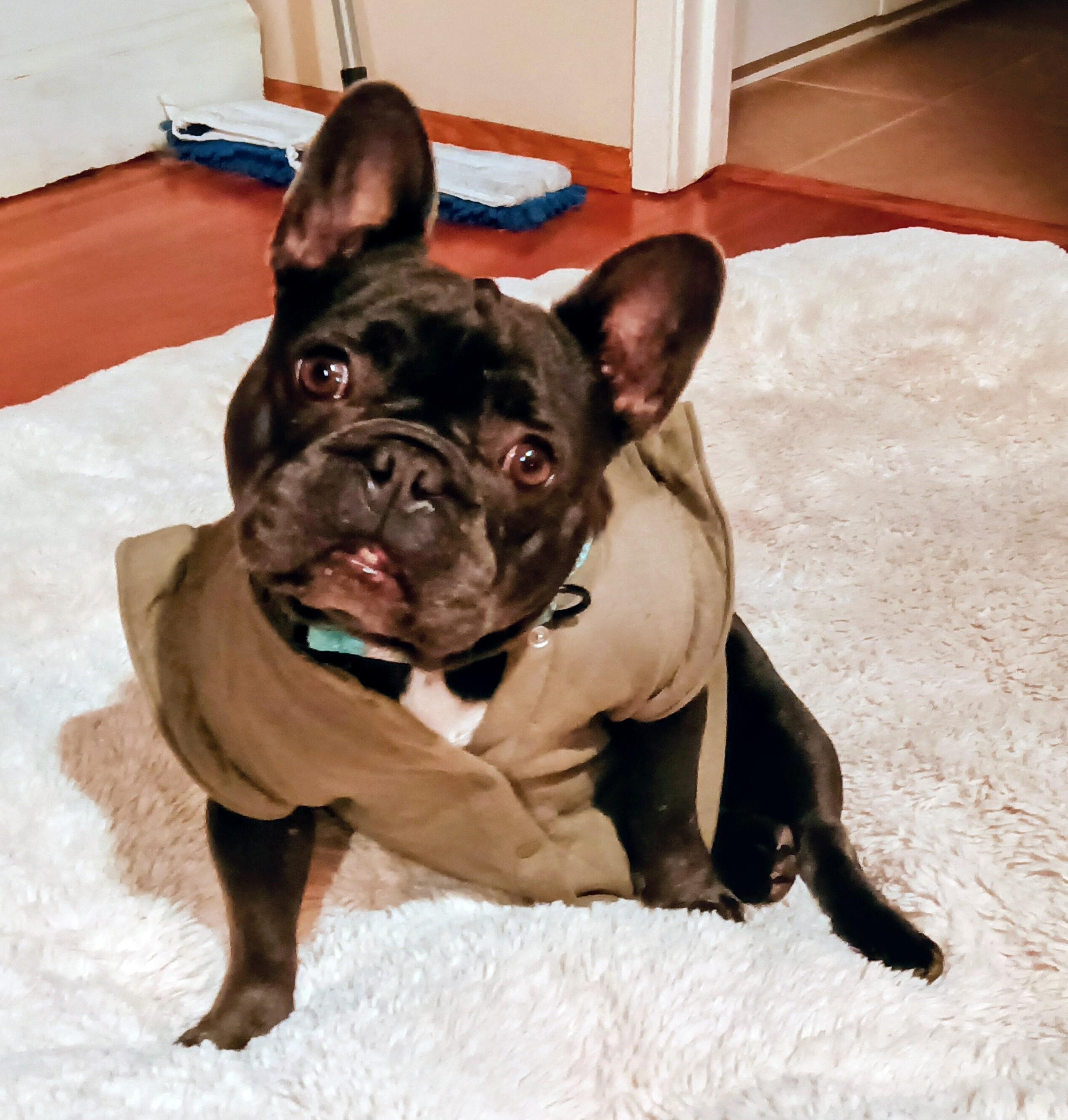 Sheeba, an adopted French Bulldog in Santa Maria, CA image 1/3